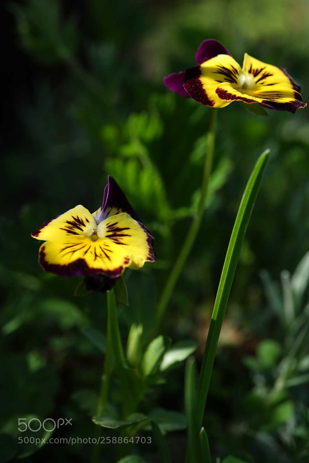 Sony a7 II sample photo. "pansies in the shade" photography
