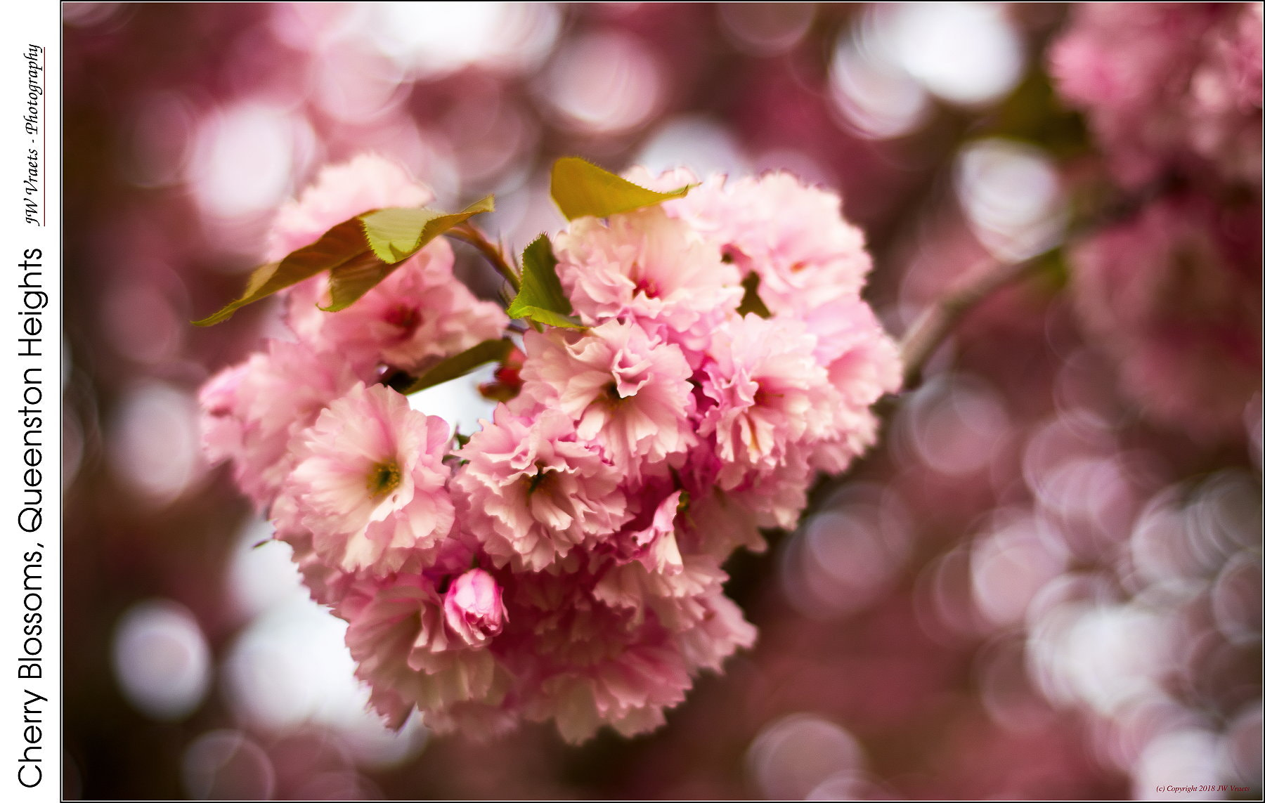 Nikon D7100 + Nikon AF Nikkor 50mm F1.8D sample photo. Cherry blossoms, queenston heights photography