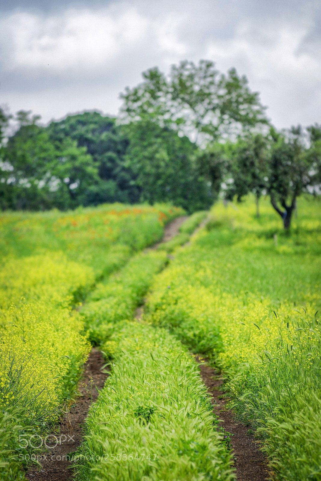 Nikon D800 sample photo. Country road # 3 photography