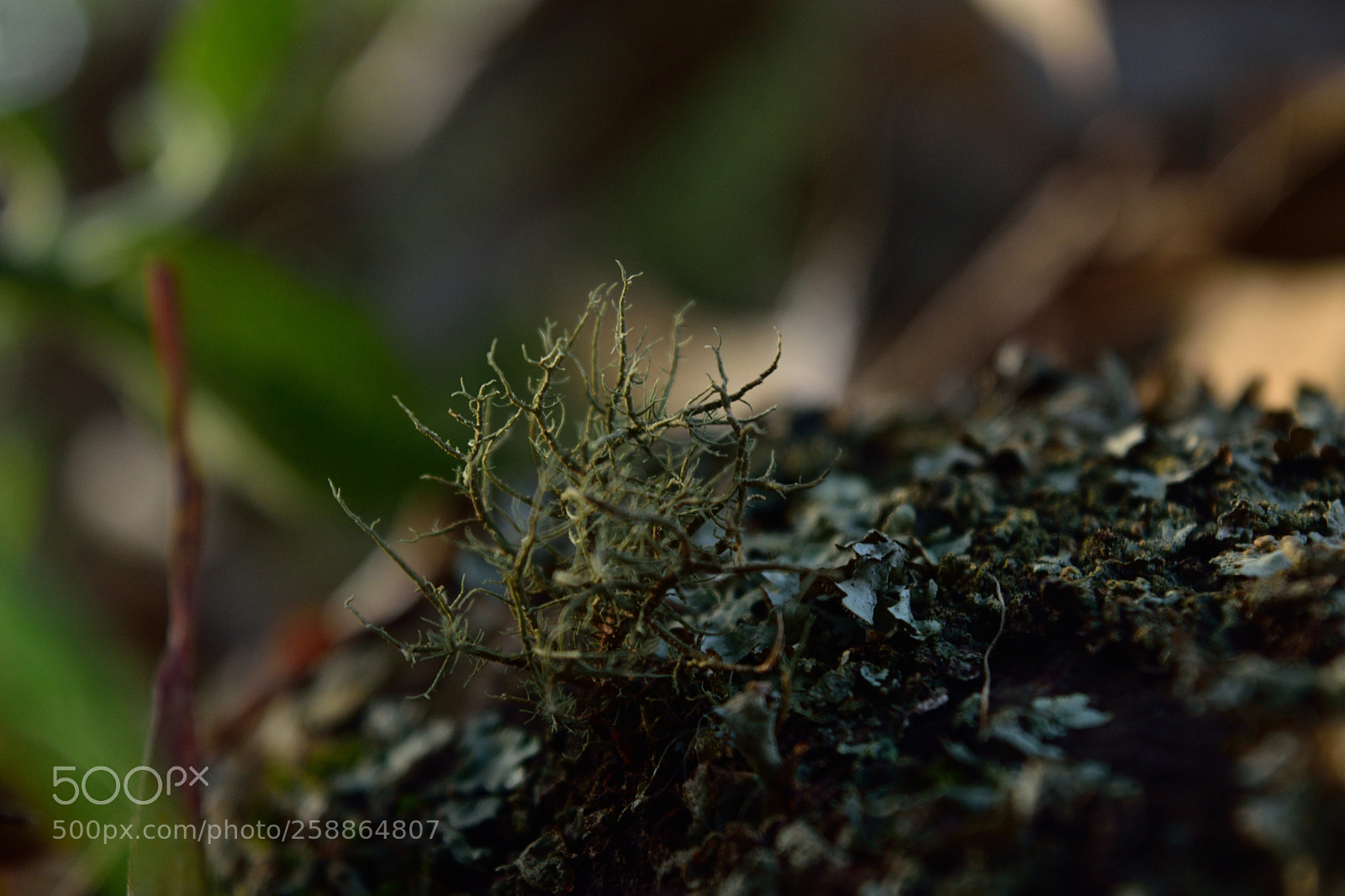Nikon D5500 sample photo. Musgo photography