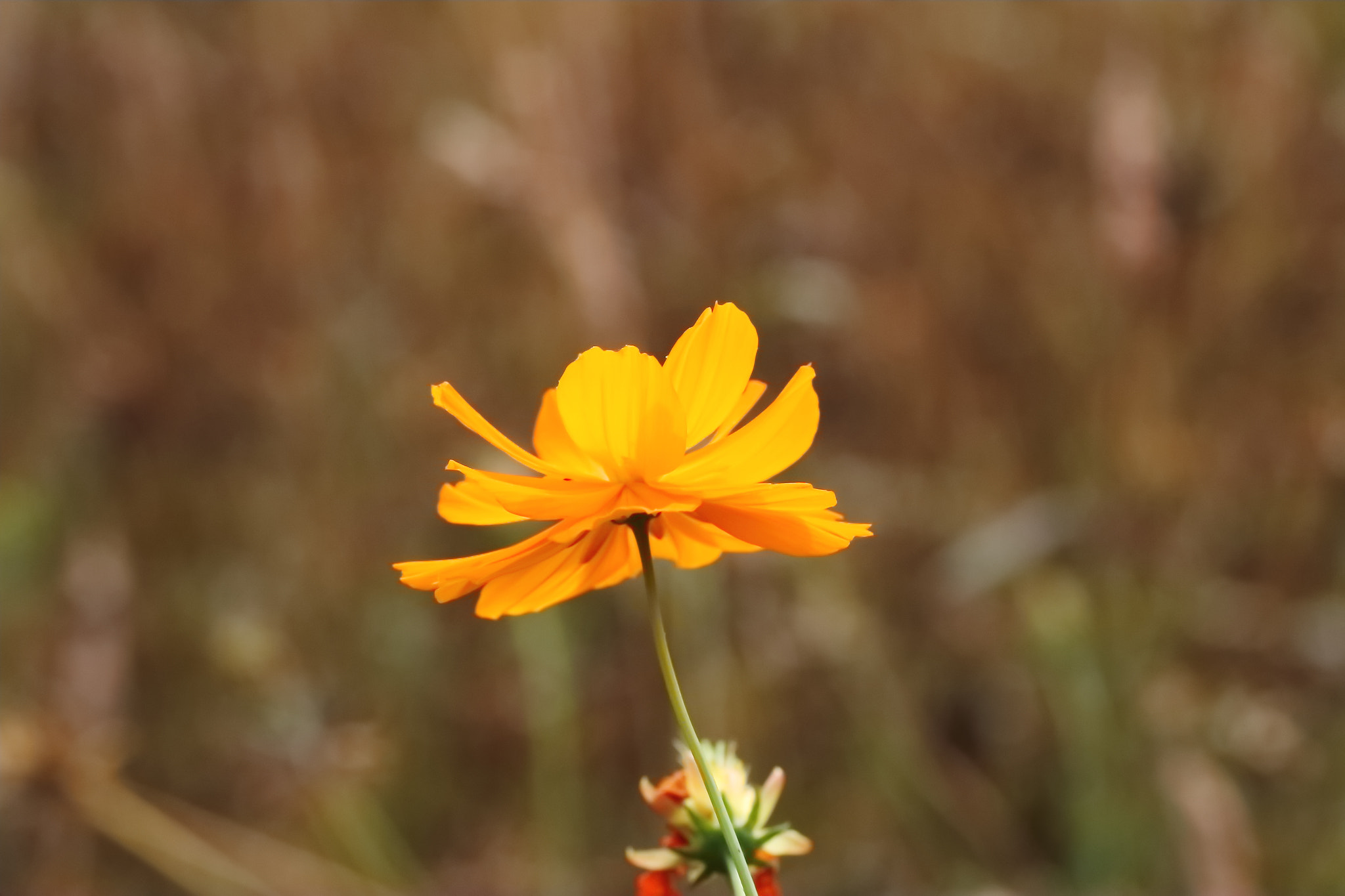 Canon EF 100mm F2.8L Macro IS USM sample photo. 簡單 photography
