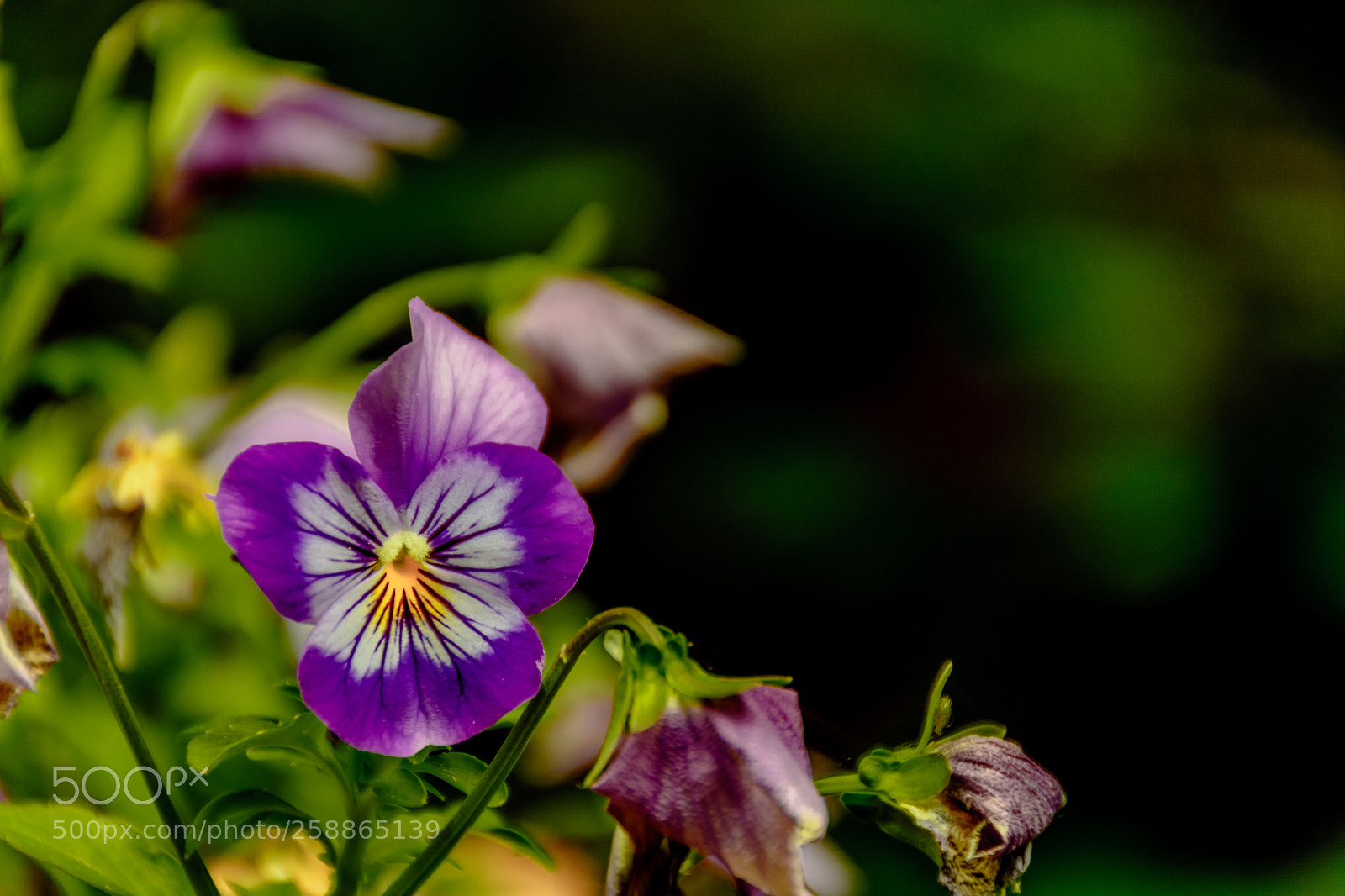 Nikon D5200 sample photo. Purple pansies photography