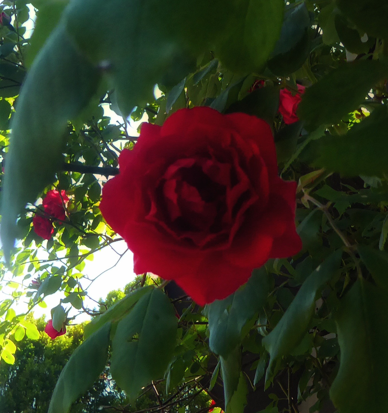 Panasonic DMC-TZ71 sample photo. Red rose photography