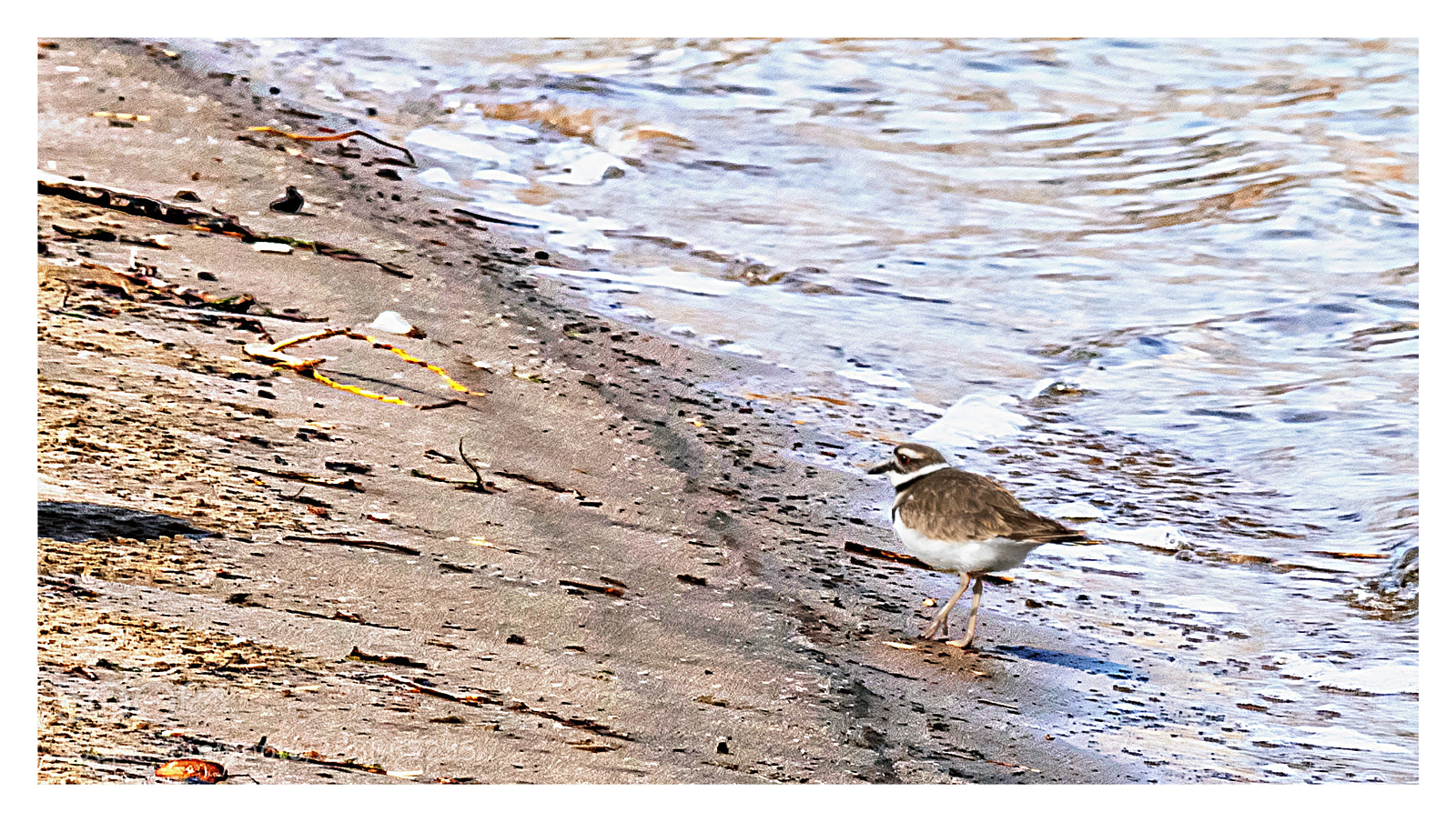 Nikon D3300 sample photo. Plover stroll photography