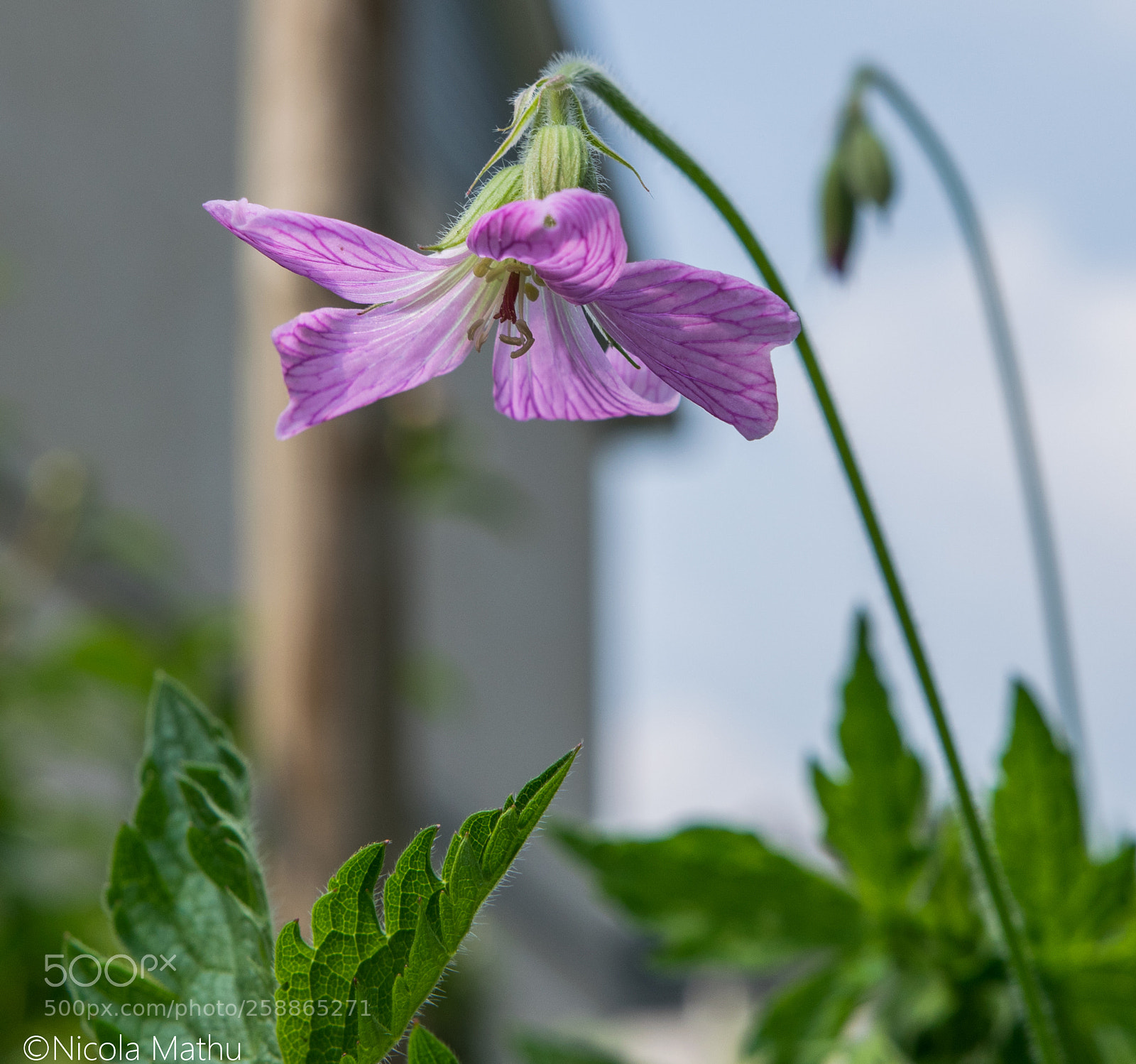 Nikon D5300 sample photo. Dsc photography