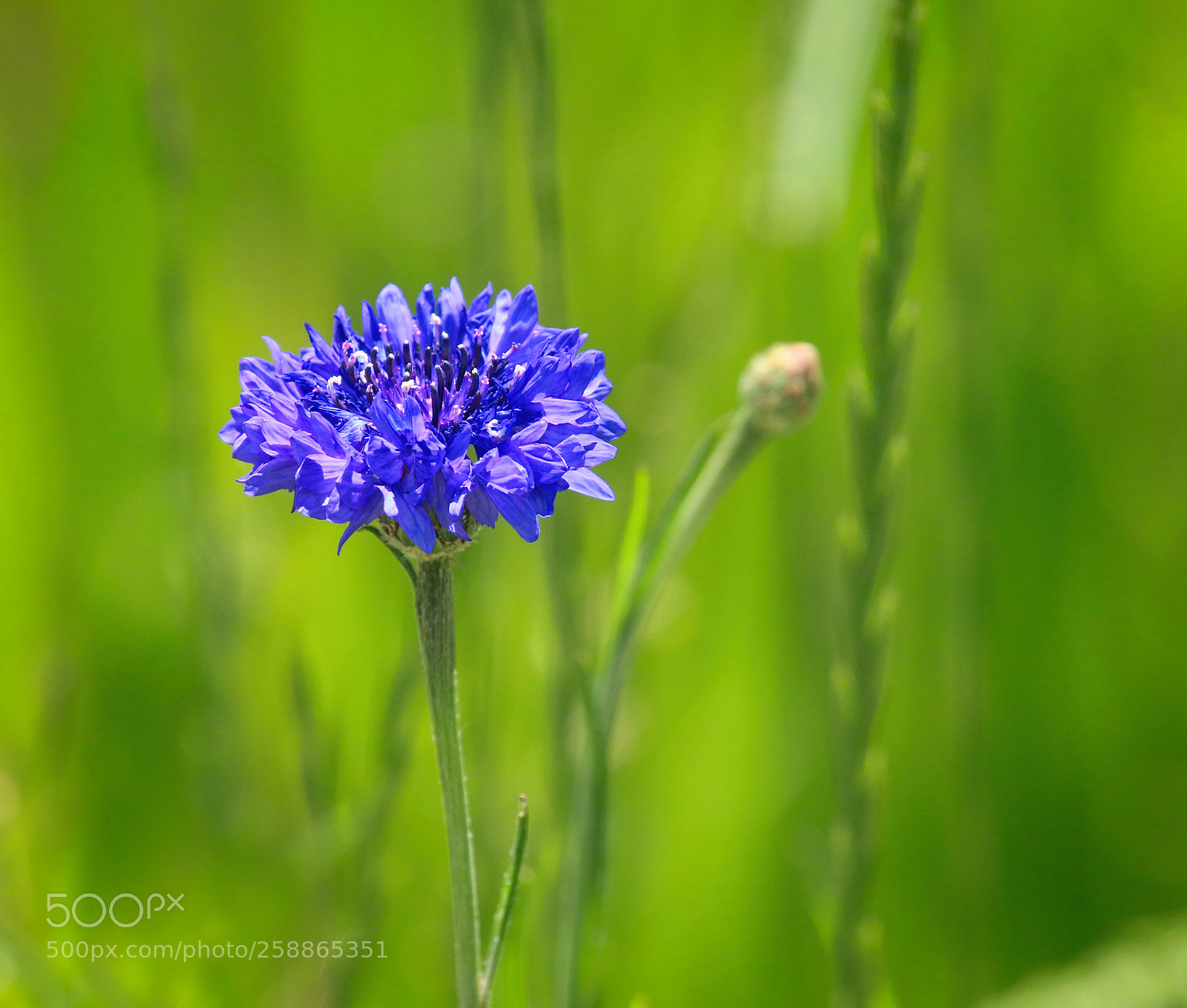 Canon EOS 70D sample photo. In a sea of photography