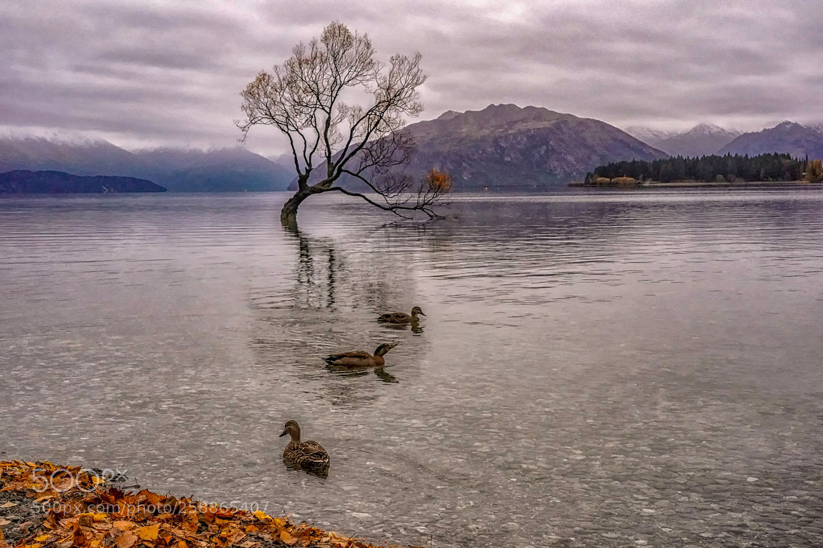 Sony a9 sample photo. Lonely tree in rainy photography