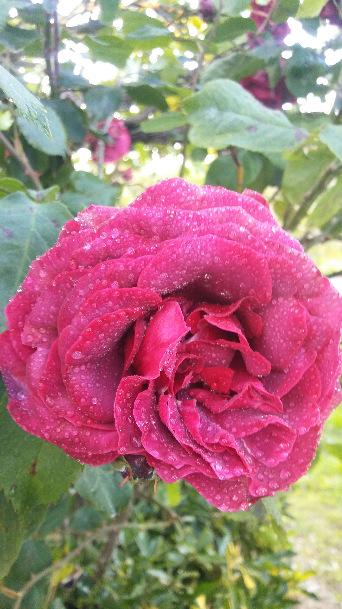 LG K10 sample photo. Red rose photography