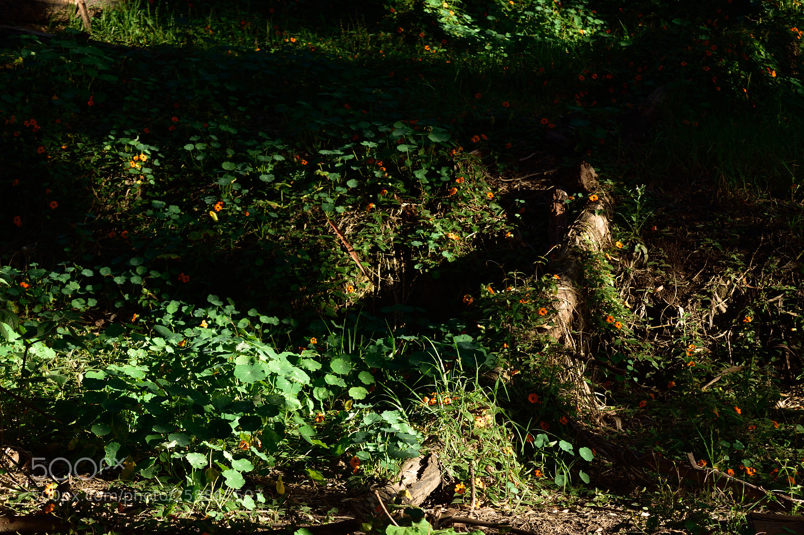 Nikon D5500 sample photo. Bosque photography