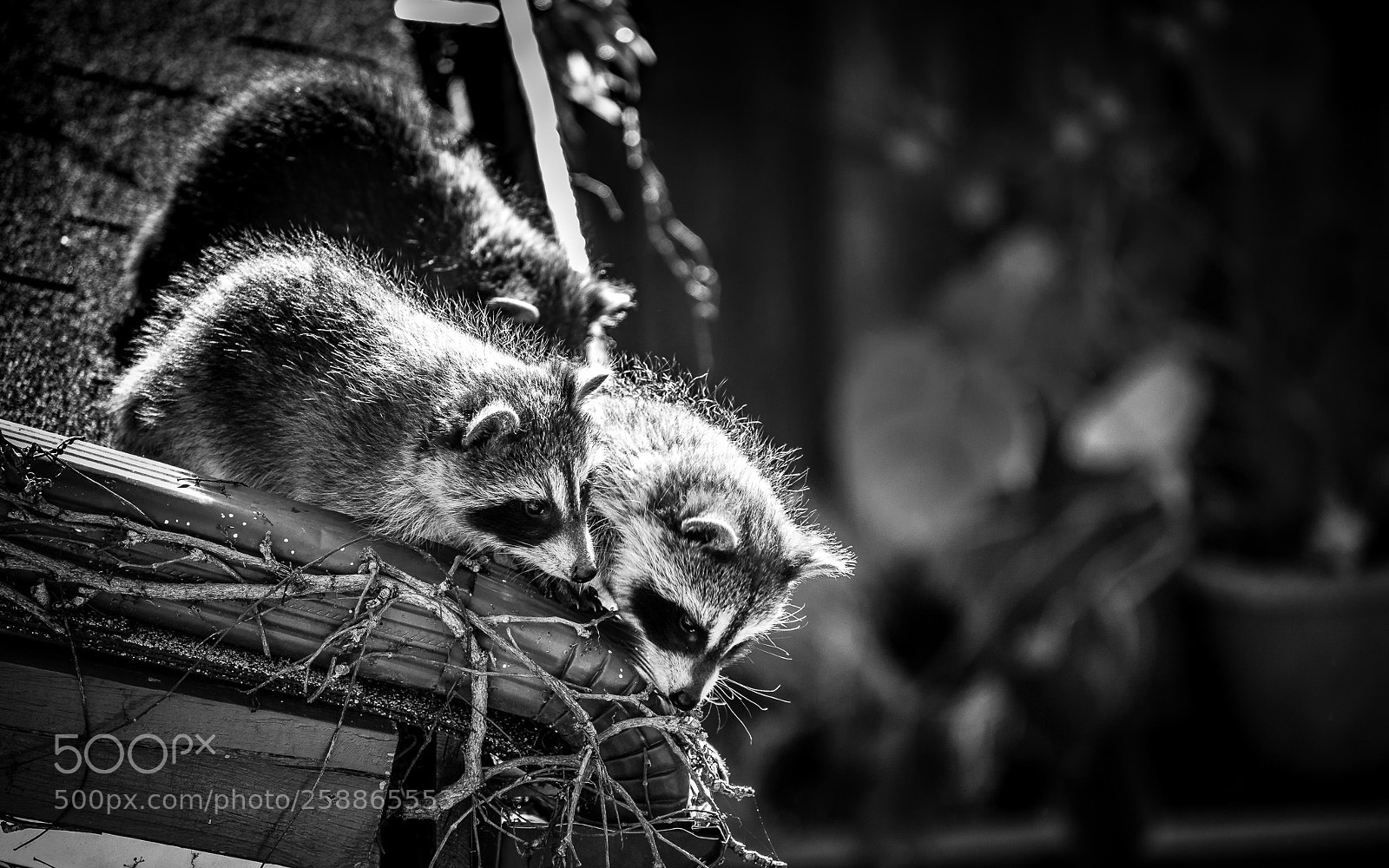 Olympus OM-D E-M1 Mark II sample photo. Troubletrio photography