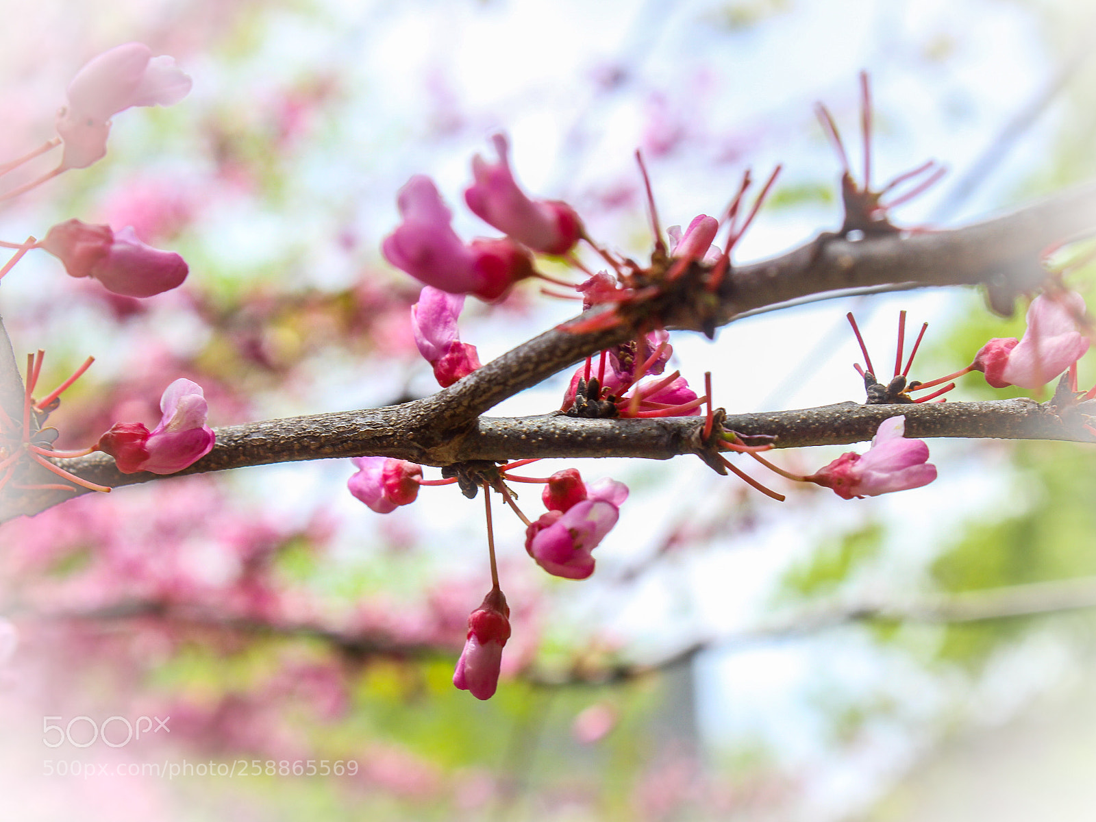 Canon EOS 600D (Rebel EOS T3i / EOS Kiss X5) sample photo. Untitled photography