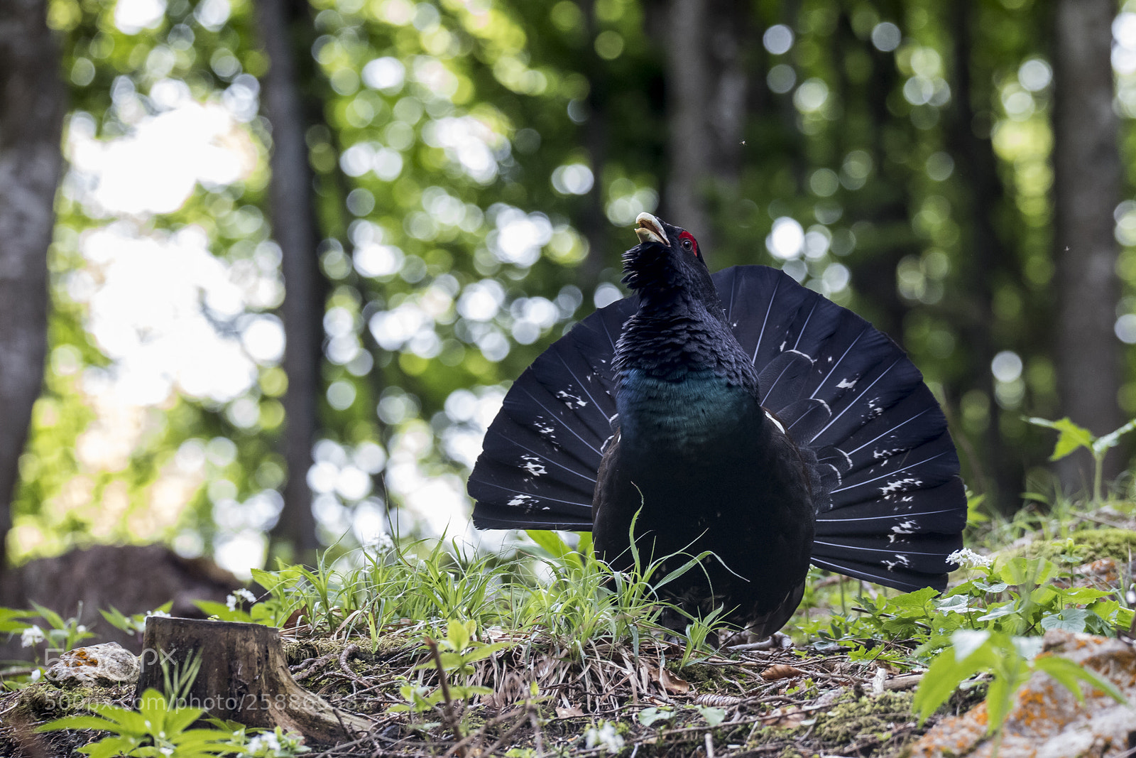 Canon EOS 6D Mark II sample photo. Gallo cedrone photography