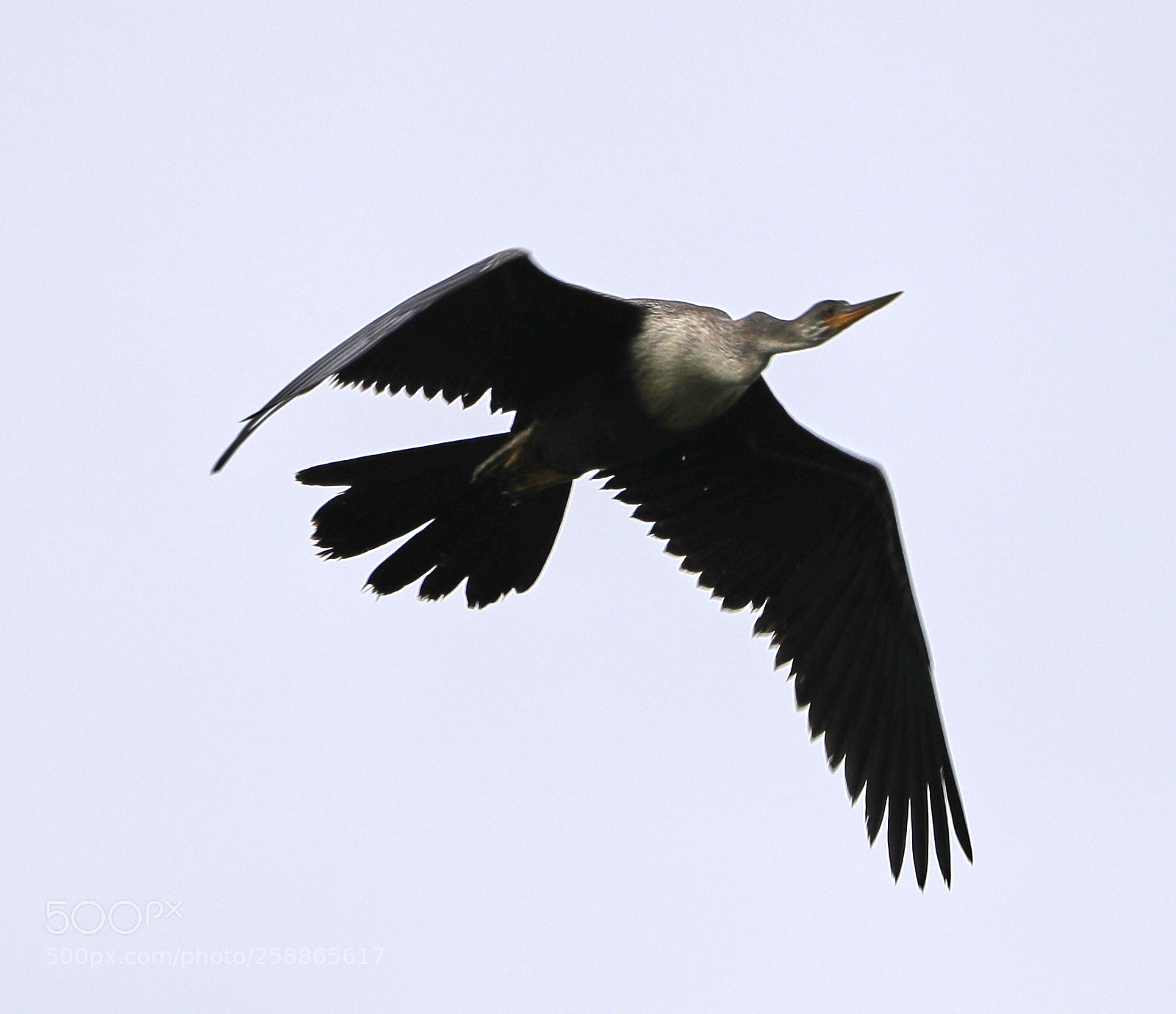 Canon EOS-1D X Mark II sample photo. 05-21-18-0019066.jpg photography