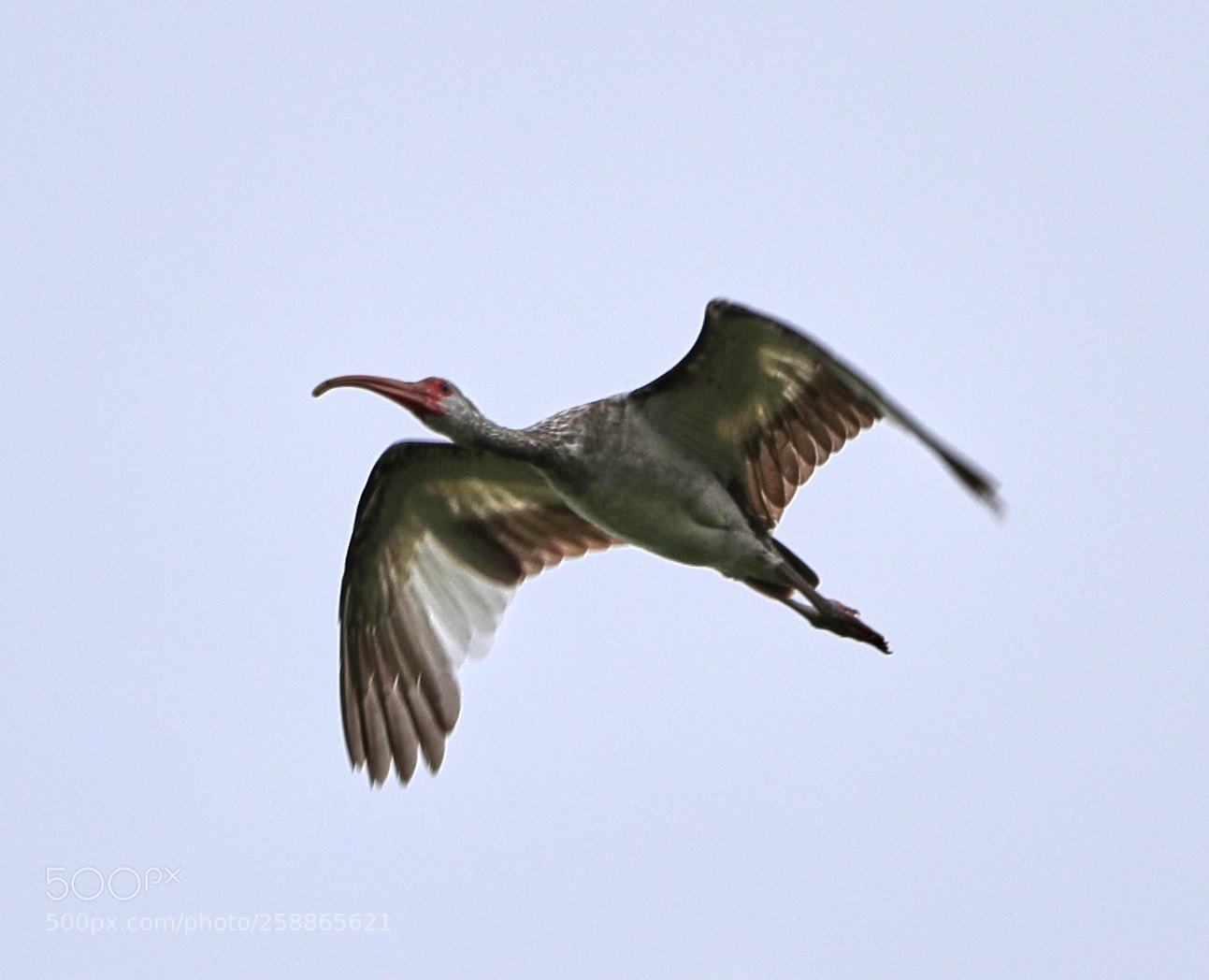 Canon EOS-1D X Mark II sample photo. 05-21-18-0019063.jpg photography