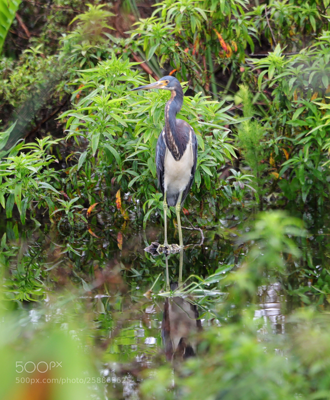 Canon EOS-1D X Mark II sample photo. 05-21-18-0019062.jpg photography