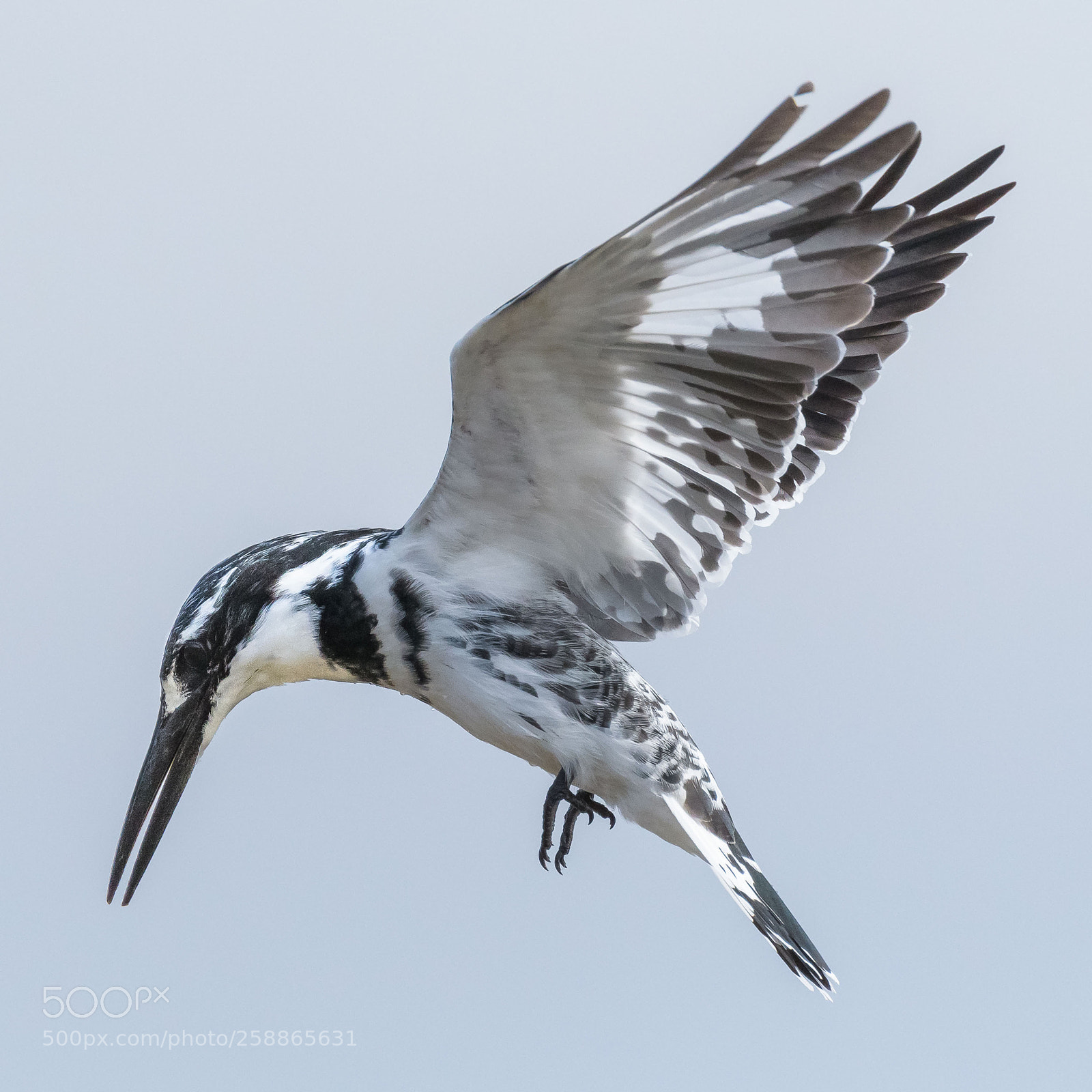 Nikon D500 sample photo. Pied kingfisher photography