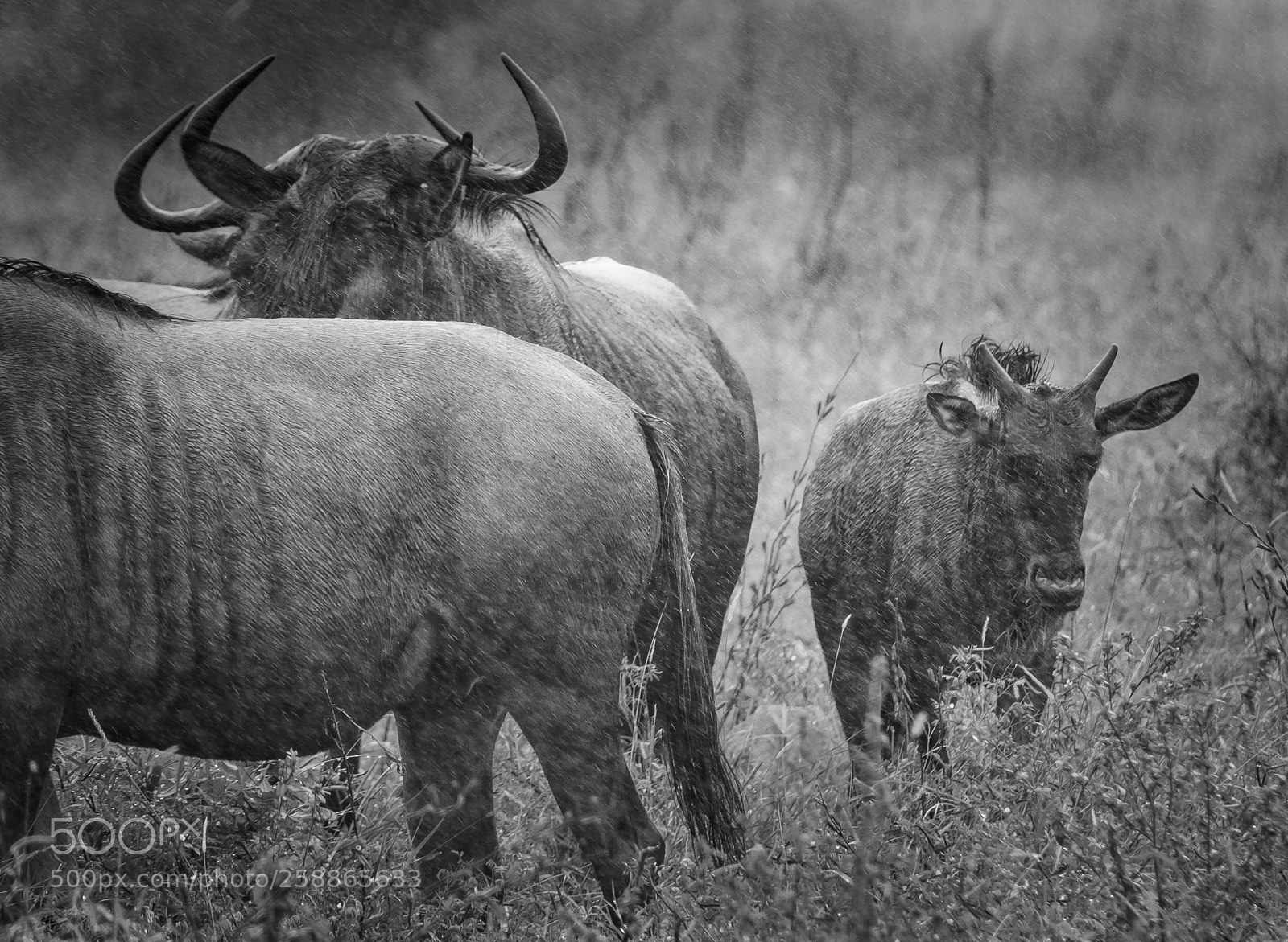 Nikon D500 sample photo. Blue wildebeest photography