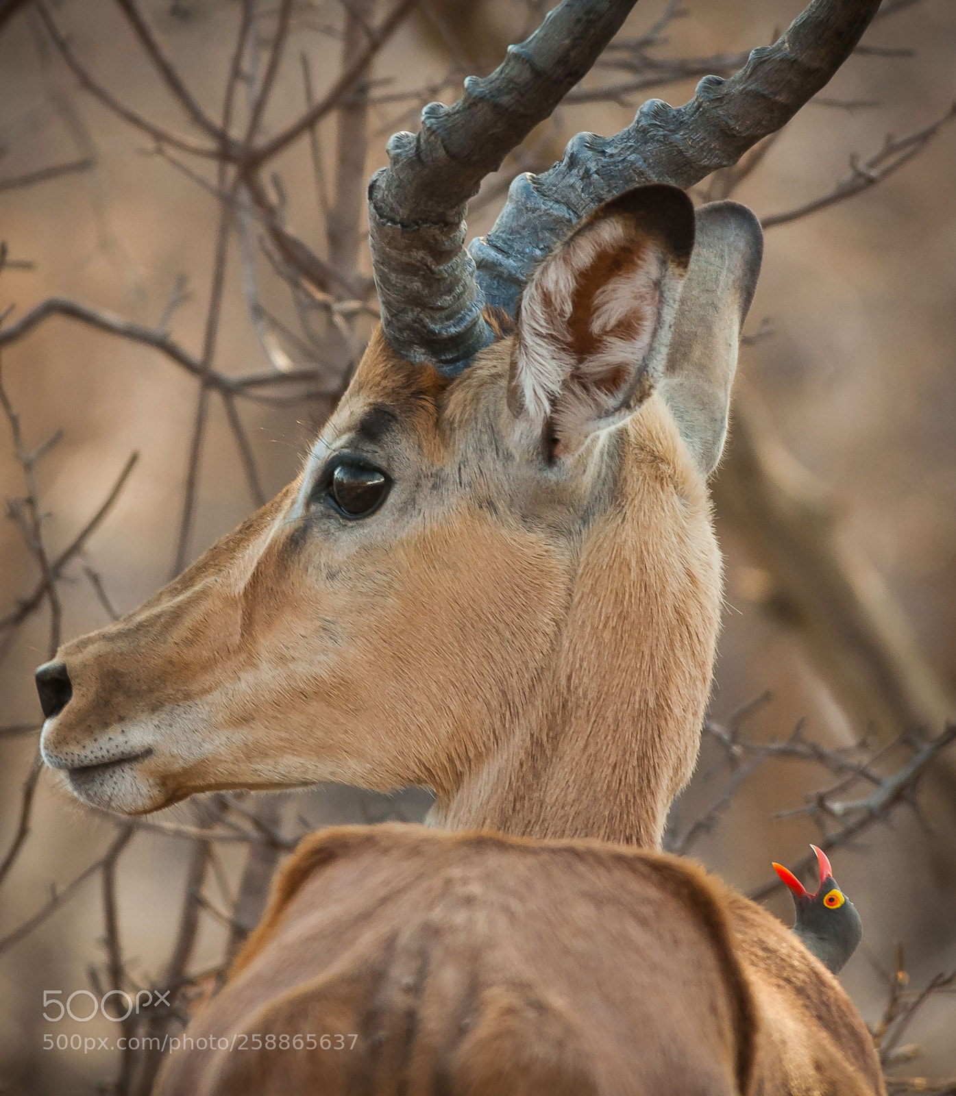 Nikon D200 sample photo. Impala and a red-billed photography