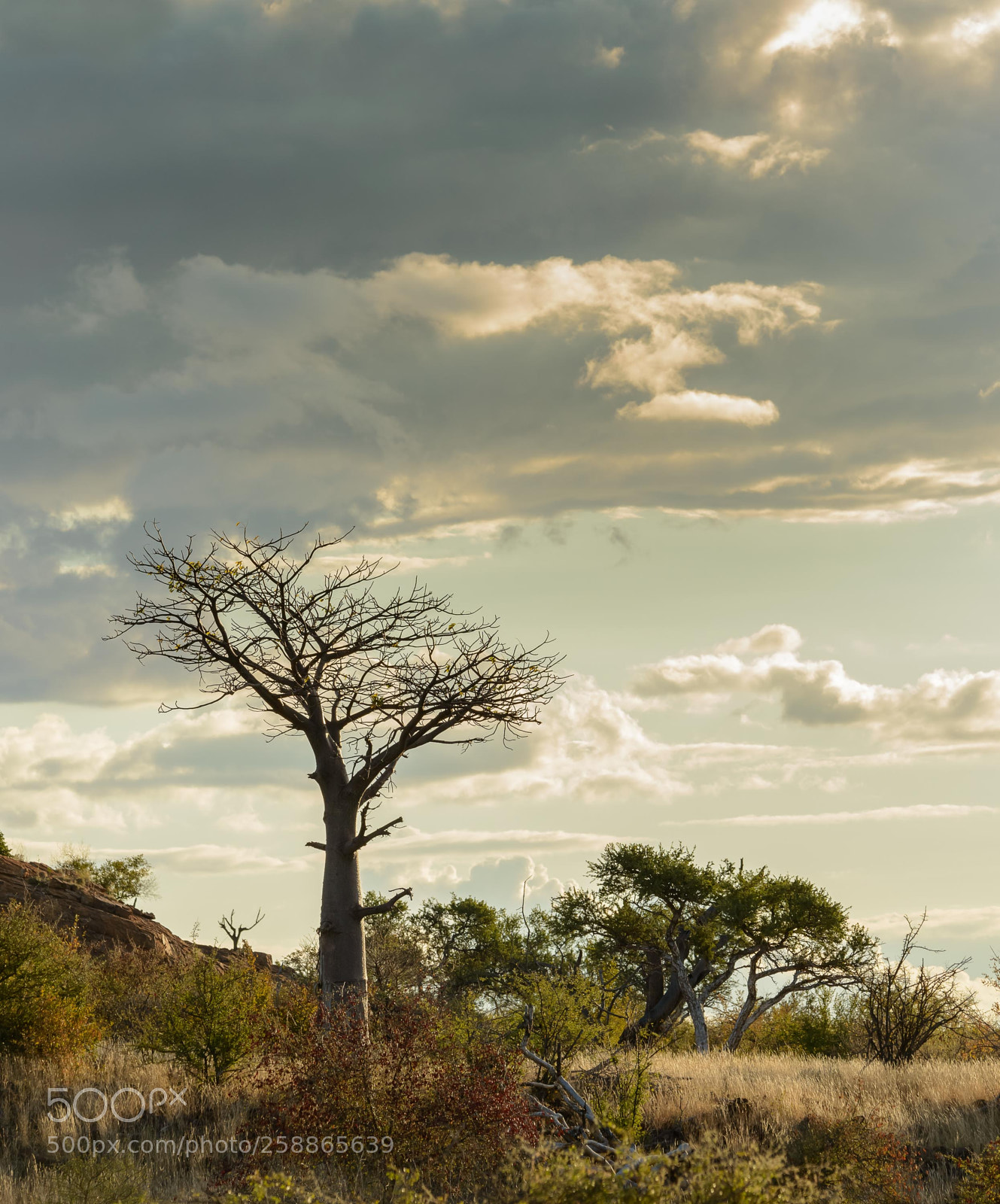 Nikon D800E sample photo. Baobab tree photography