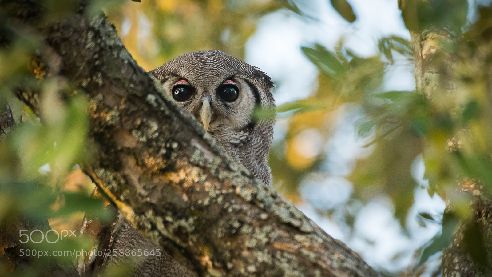 Nikon D500 sample photo. Giant eagle owl photography
