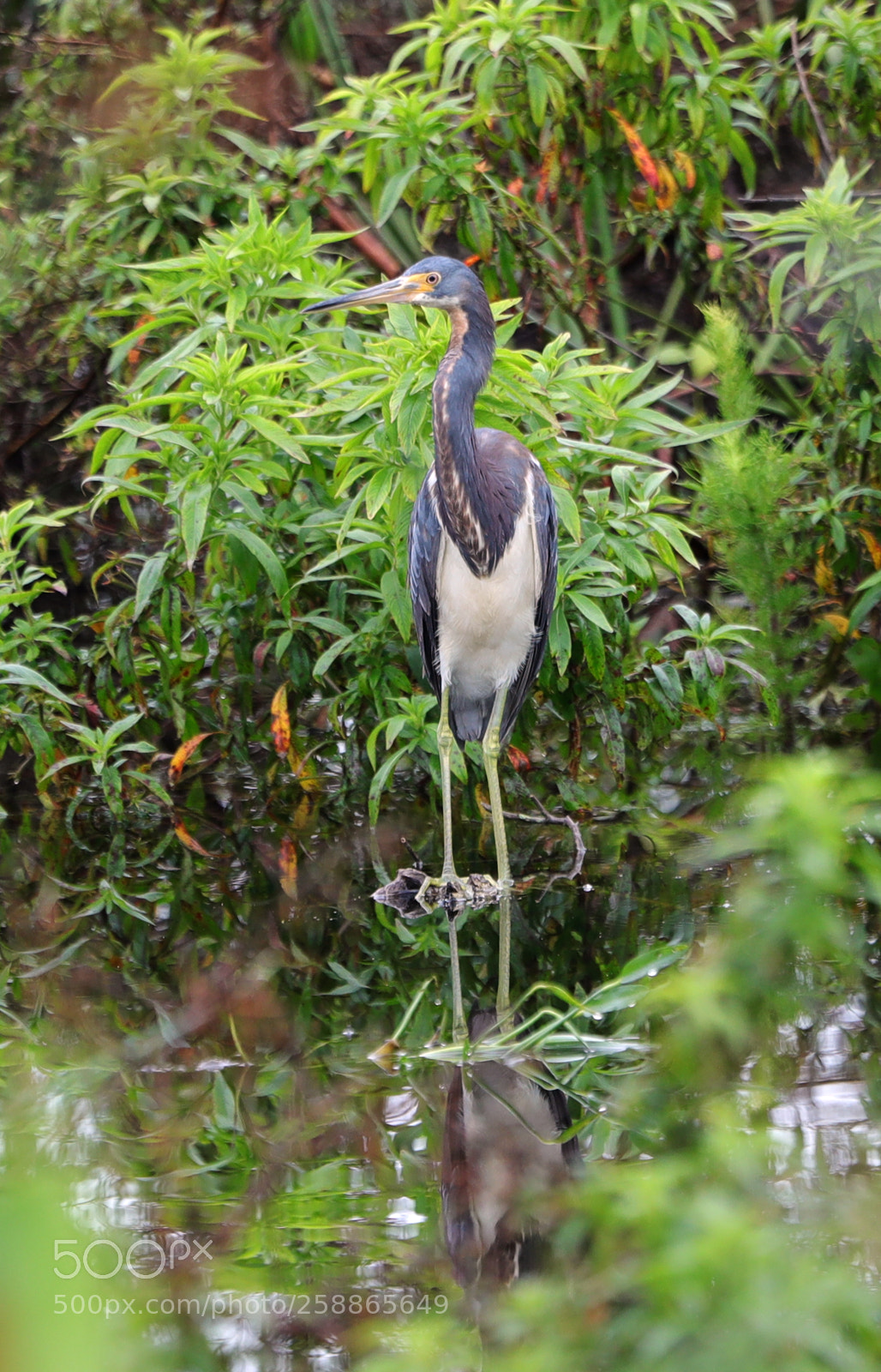 Canon EOS-1D X Mark II sample photo. 05-21-18-0019061.jpg photography