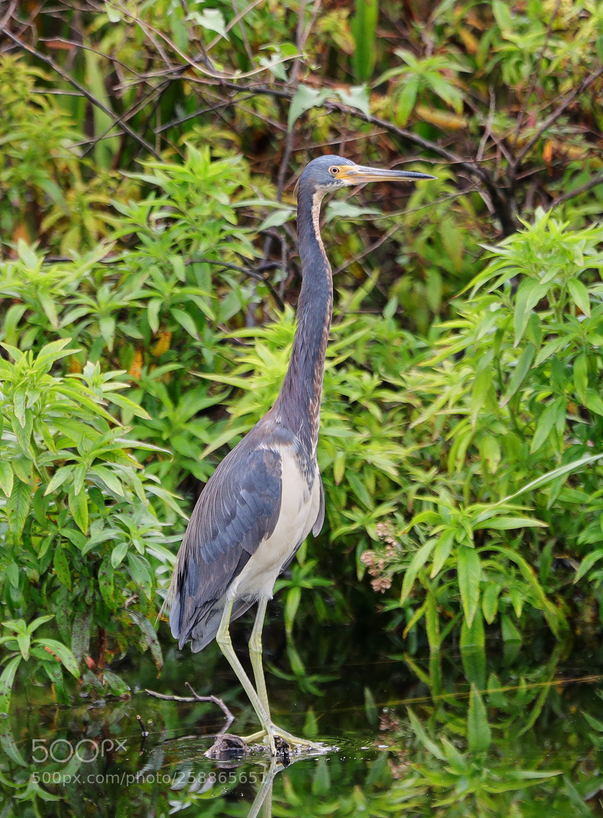 Canon EOS-1D X Mark II sample photo. 05-21-18-0019059.jpg photography