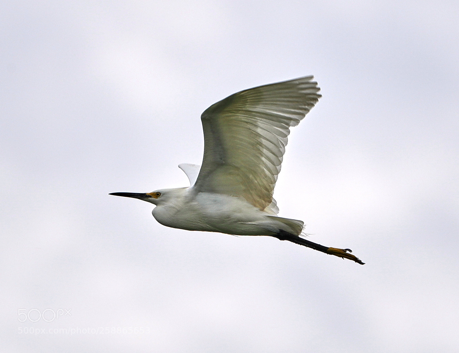 Canon EOS-1D X Mark II sample photo. 05-21-18-0019052.jpg photography