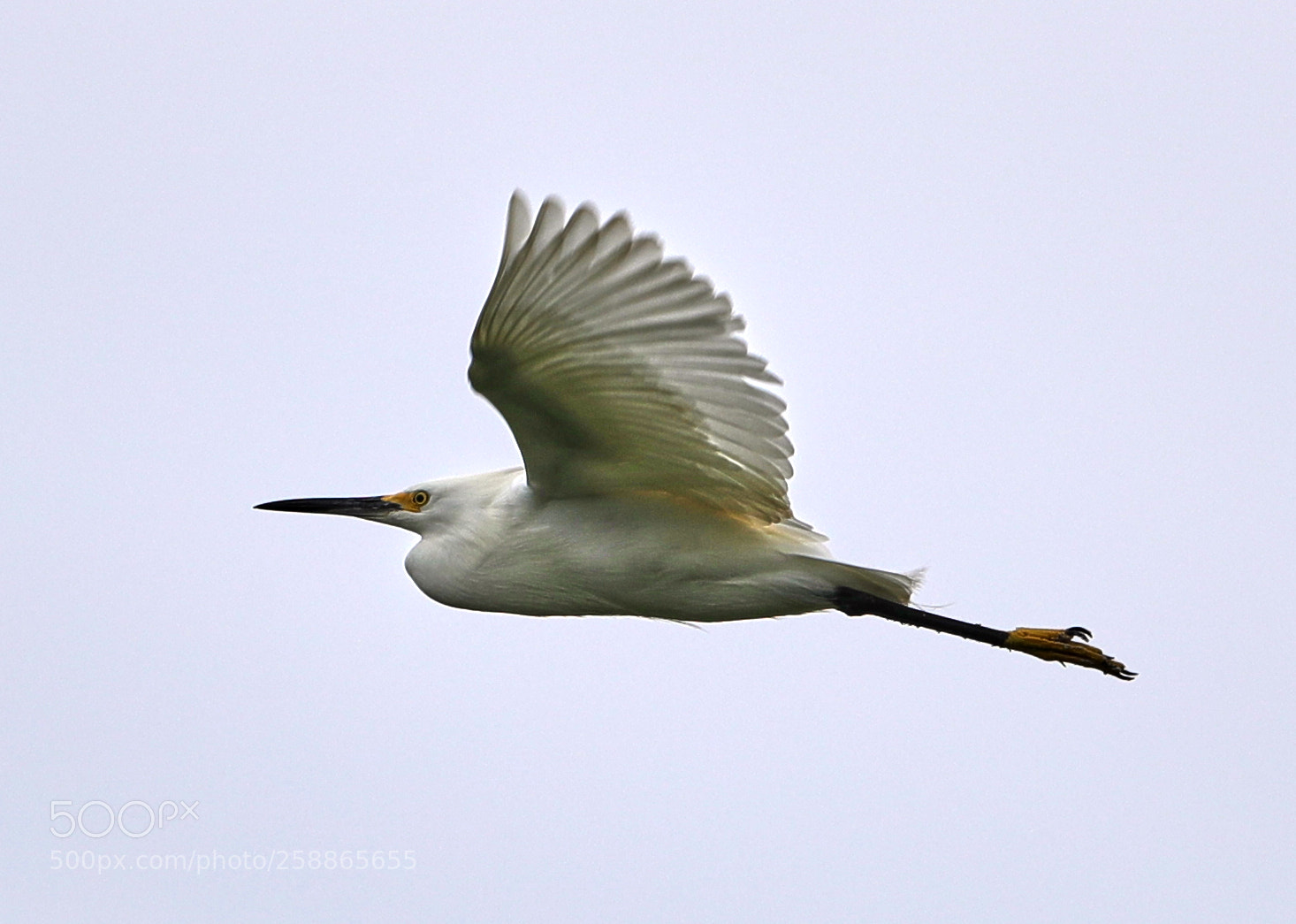 Canon EOS-1D X Mark II sample photo. 05-21-18-0019051.jpg photography