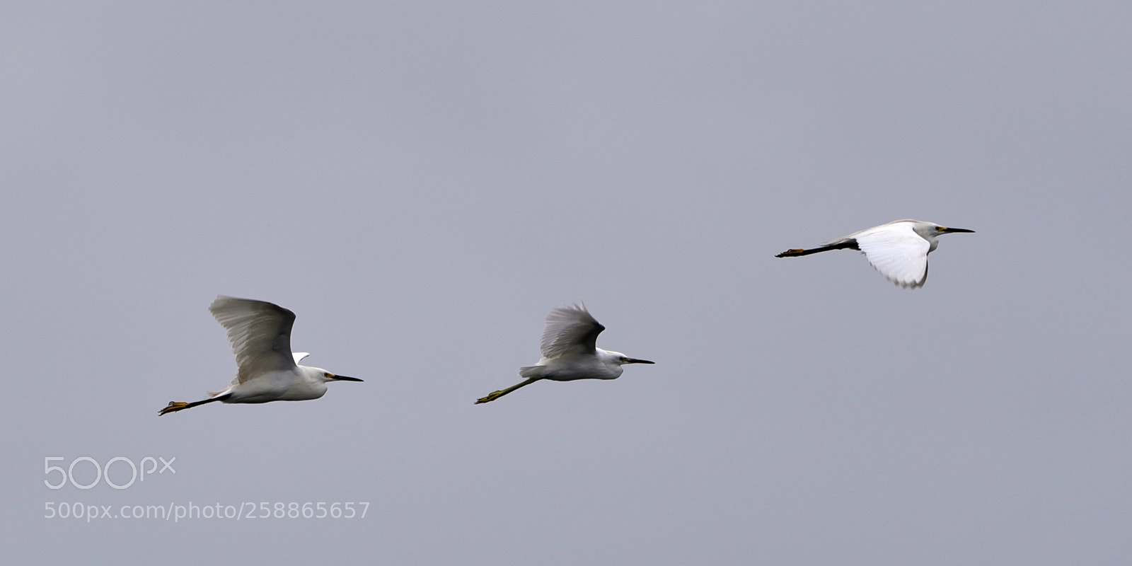 Canon EOS-1D X Mark II sample photo. 05-21-18-0019054.jpg photography
