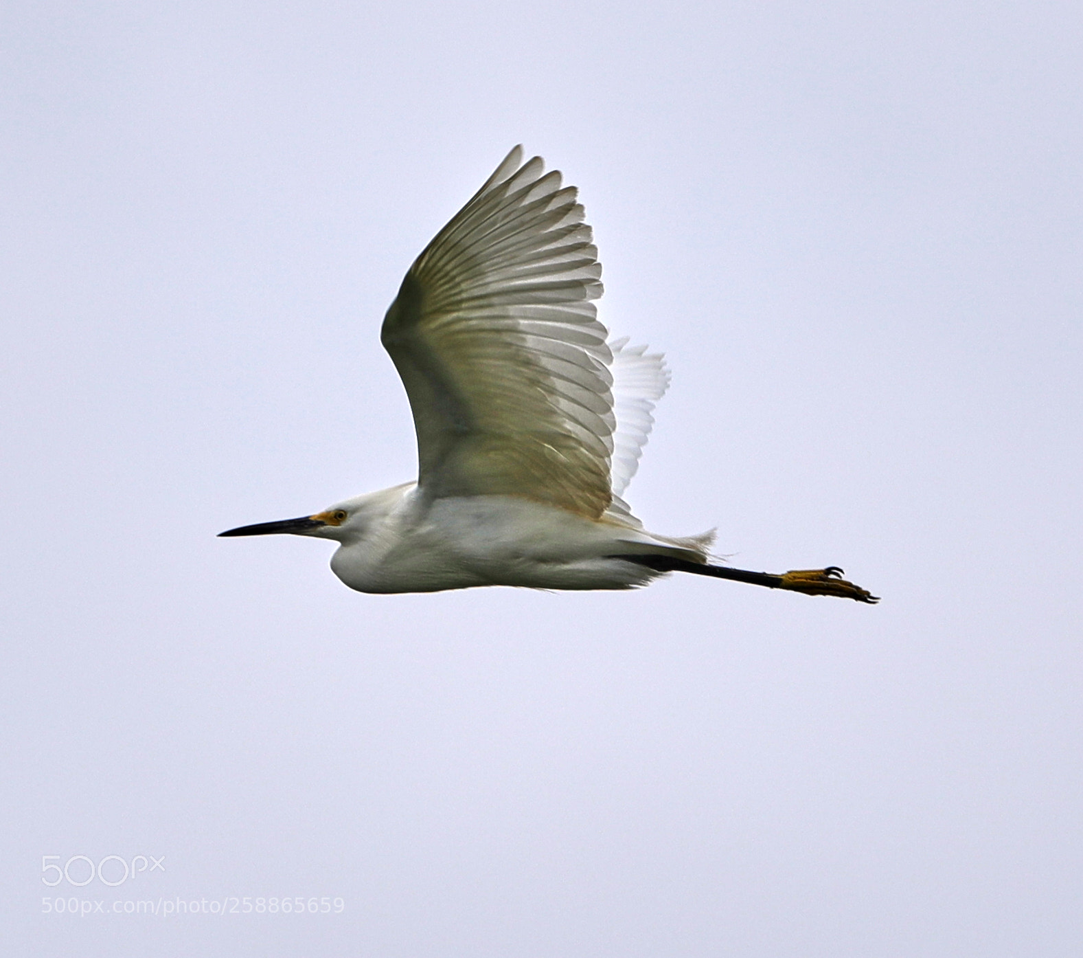 Canon EOS-1D X Mark II sample photo. 05-21-18-0019050.jpg photography