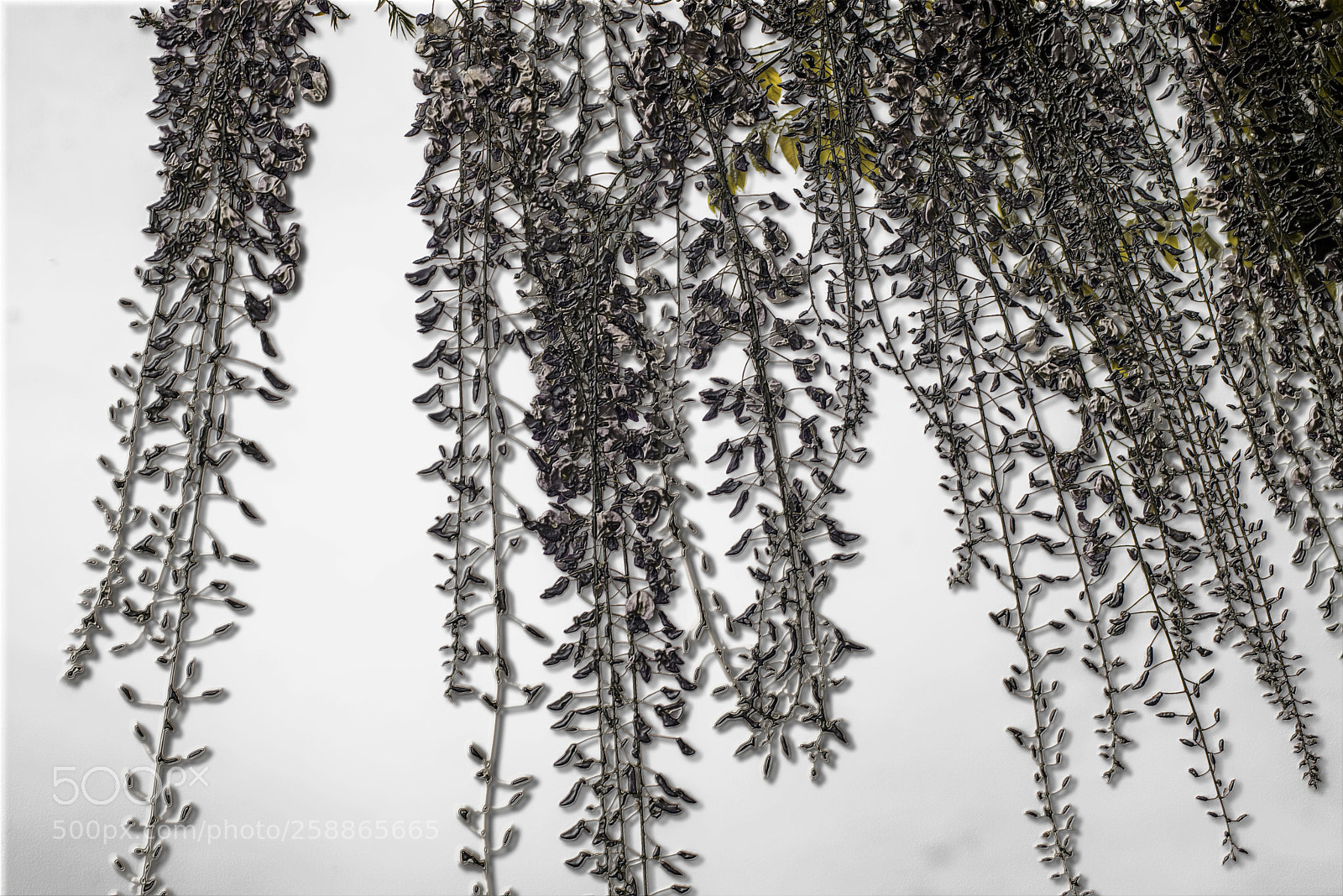 Nikon D600 sample photo. Bevelled vines photography
