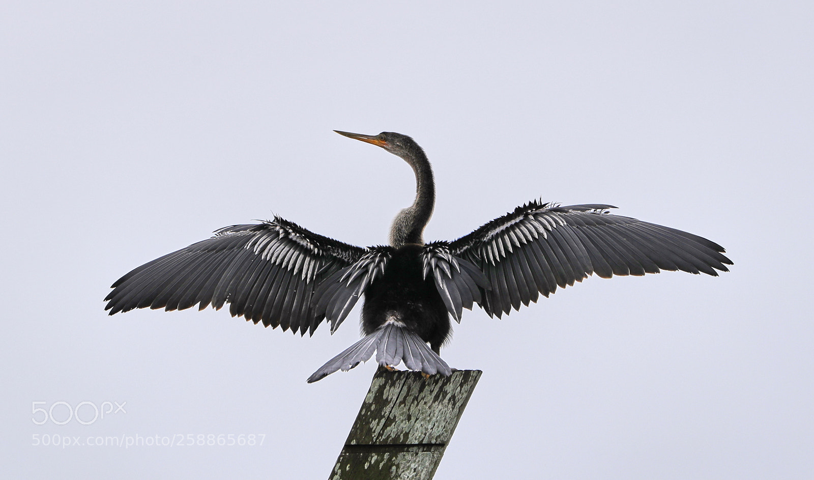 Canon EOS-1D X Mark II sample photo. 05-21-18-0019043.jpg photography