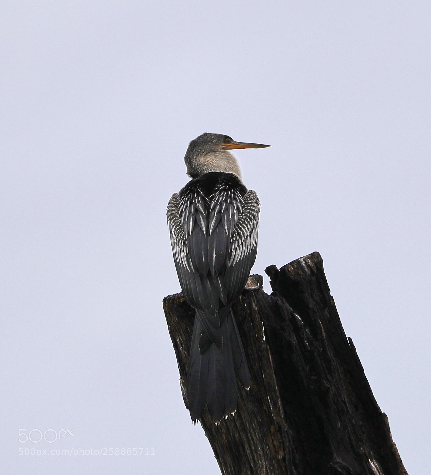 Canon EOS-1D X Mark II sample photo. 05-21-18-0019041.jpg photography