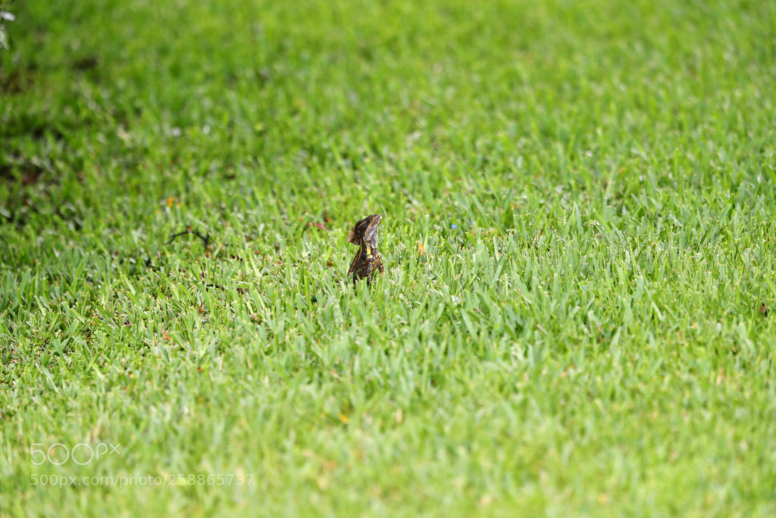 Canon EOS-1D X Mark II sample photo. 05-21-18-0019039.jpg photography