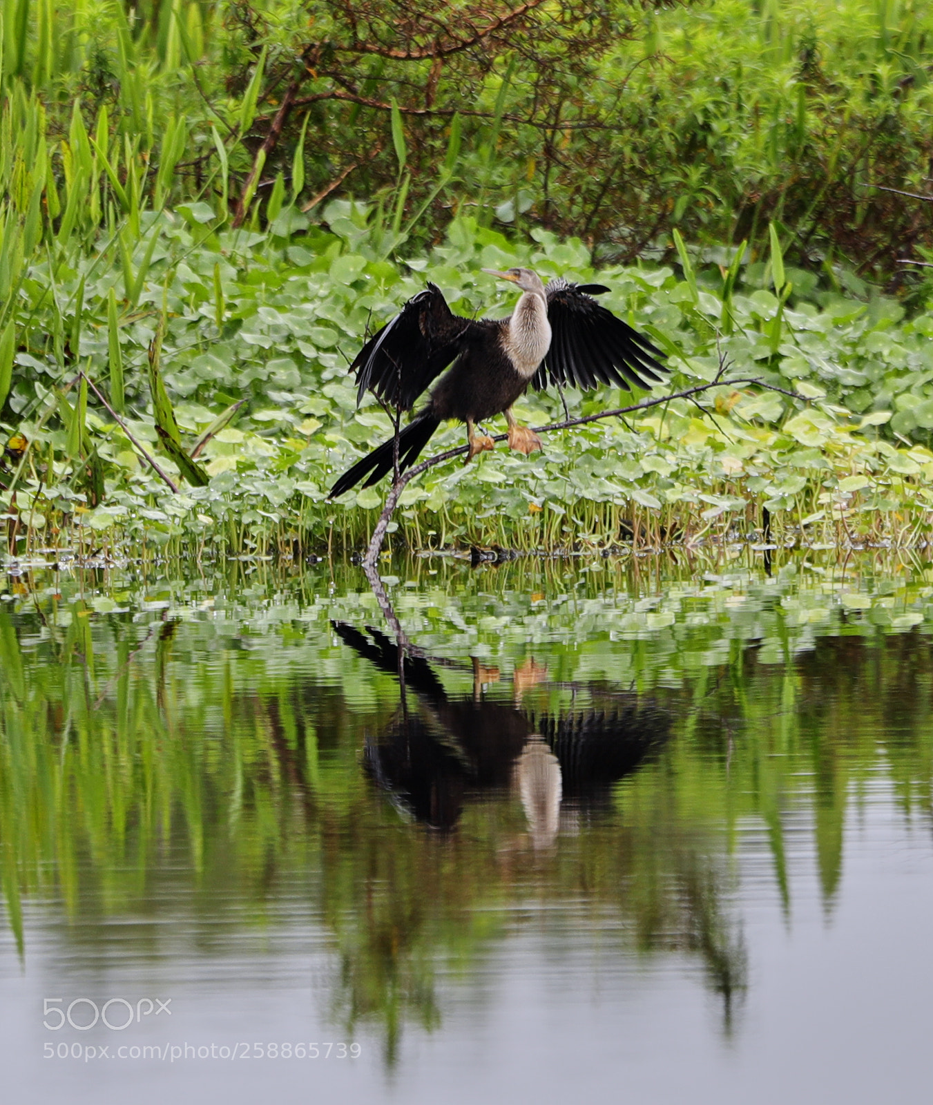 Canon EOS-1D X Mark II sample photo. 05-21-18-0019037.jpg photography