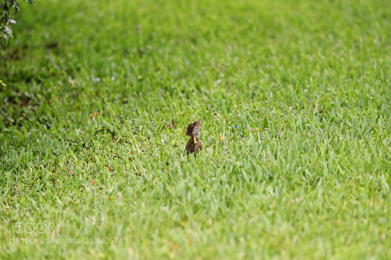 Canon EOS-1D X Mark II sample photo. 05-21-18-0019038.jpg photography