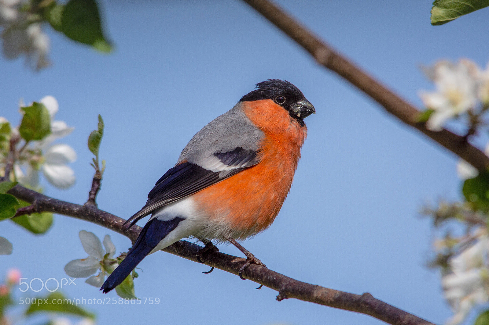 Nikon D7200 sample photo. Bullfinch photography