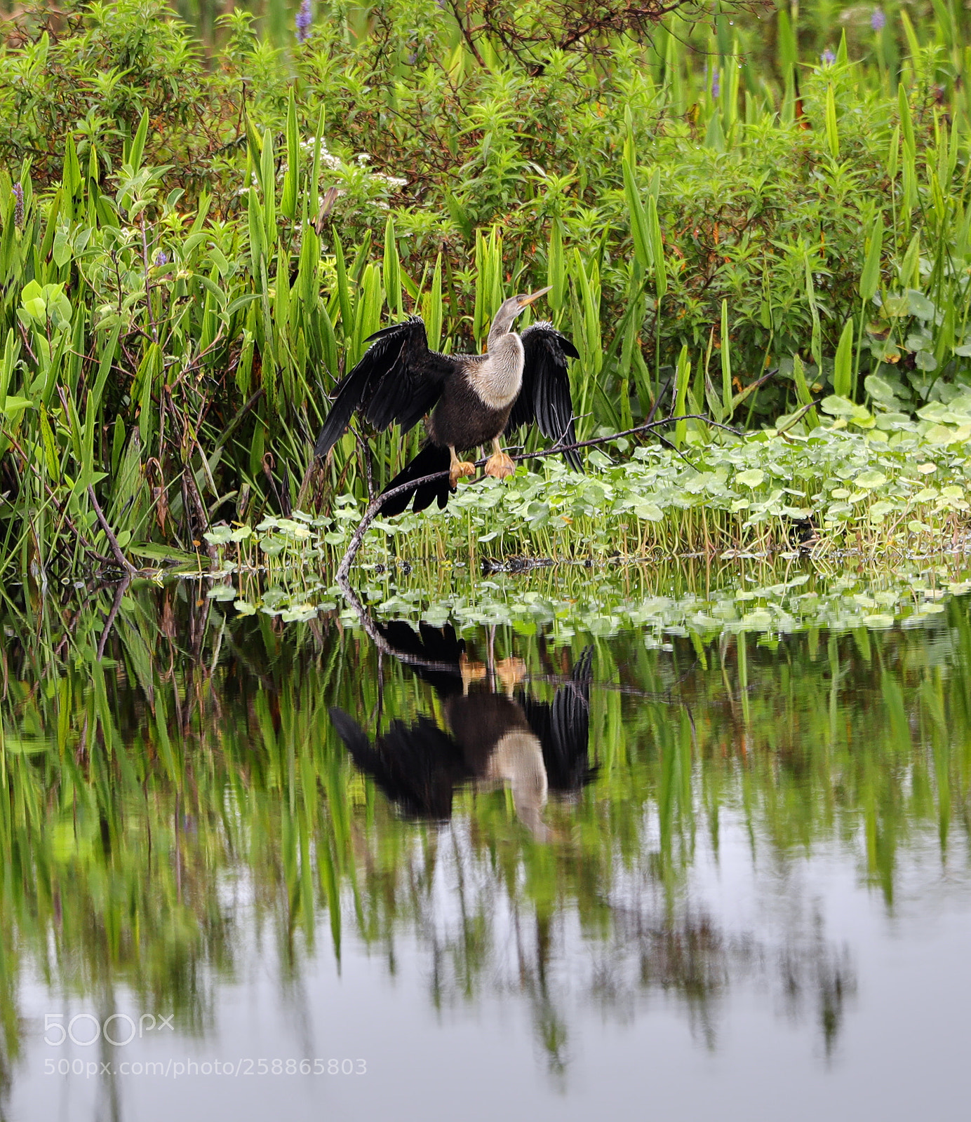 Canon EOS-1D X Mark II sample photo. 05-21-18-0019032.jpg photography
