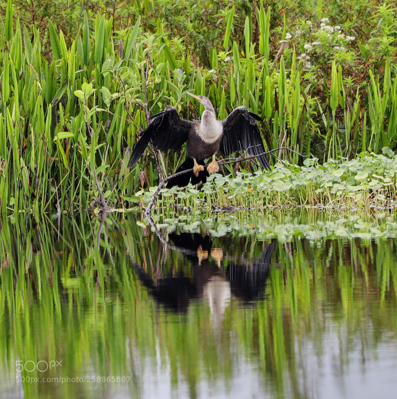Canon EOS-1D X Mark II sample photo. 05-21-18-0019030.jpg photography
