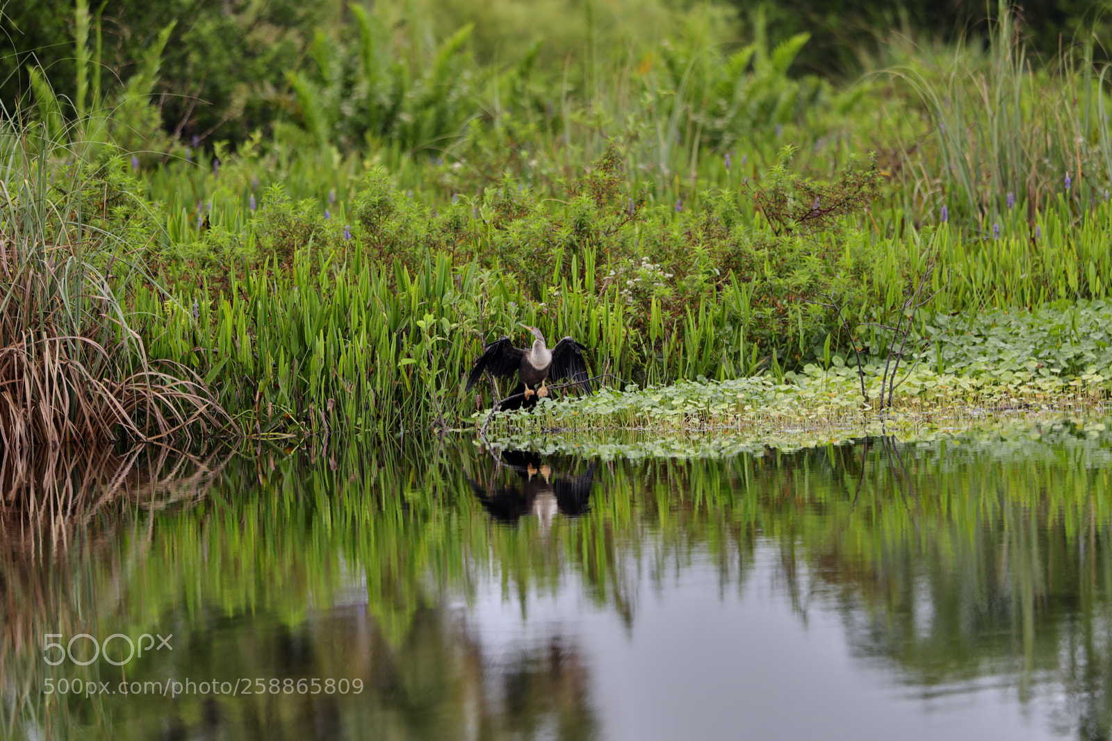 Canon EOS-1D X Mark II sample photo. 05-21-18-0019031.jpg photography