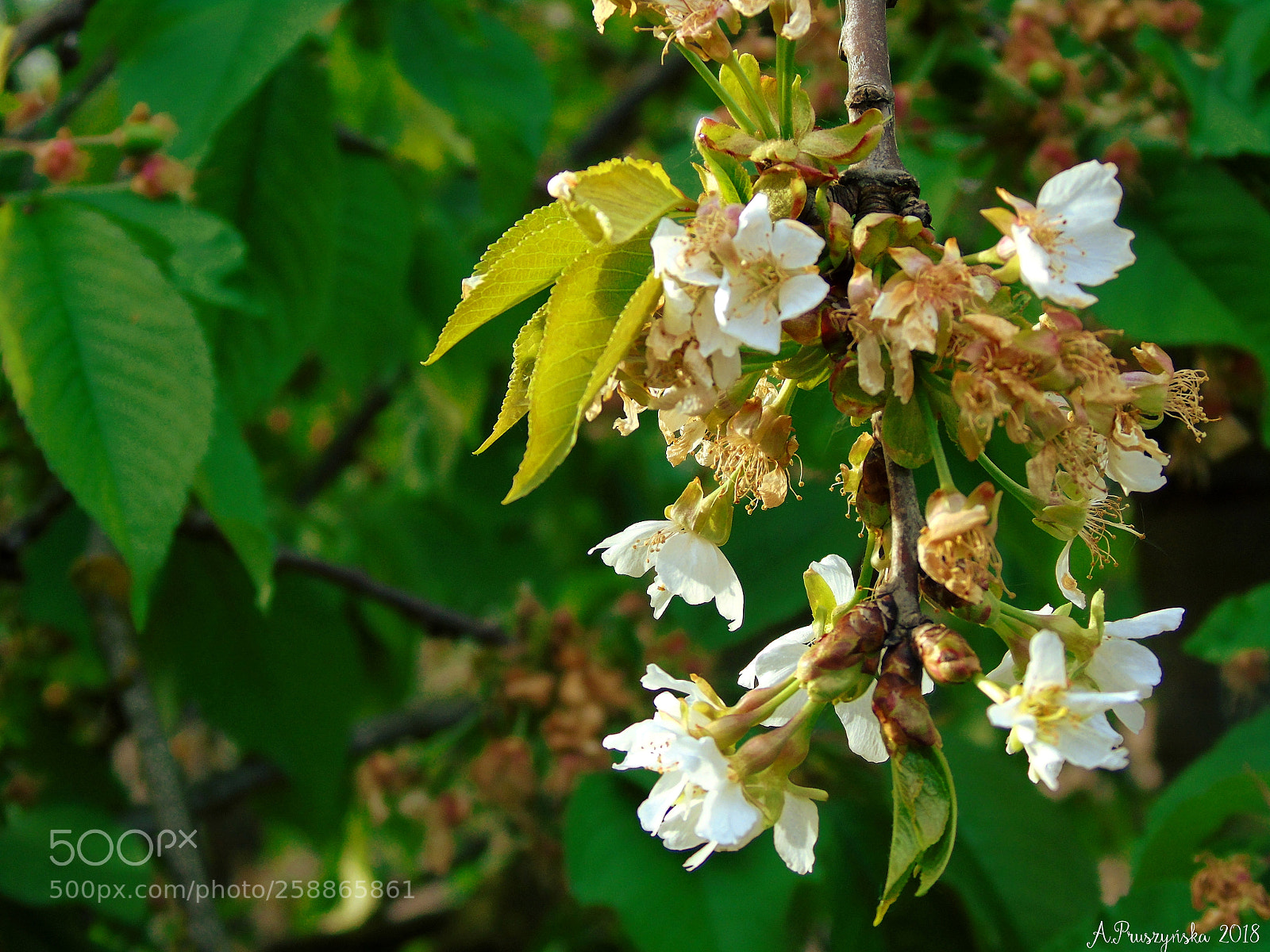 Sony Cyber-shot DSC-H400 sample photo. Untitled photography