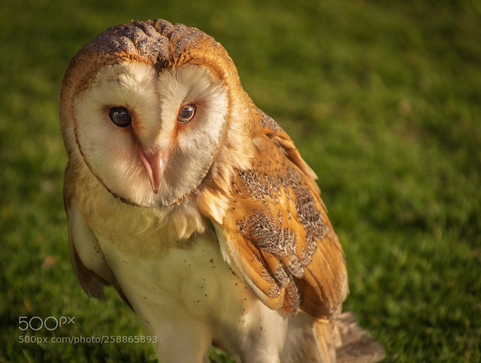 Canon EOS 7D Mark II sample photo. The fauna of the photography