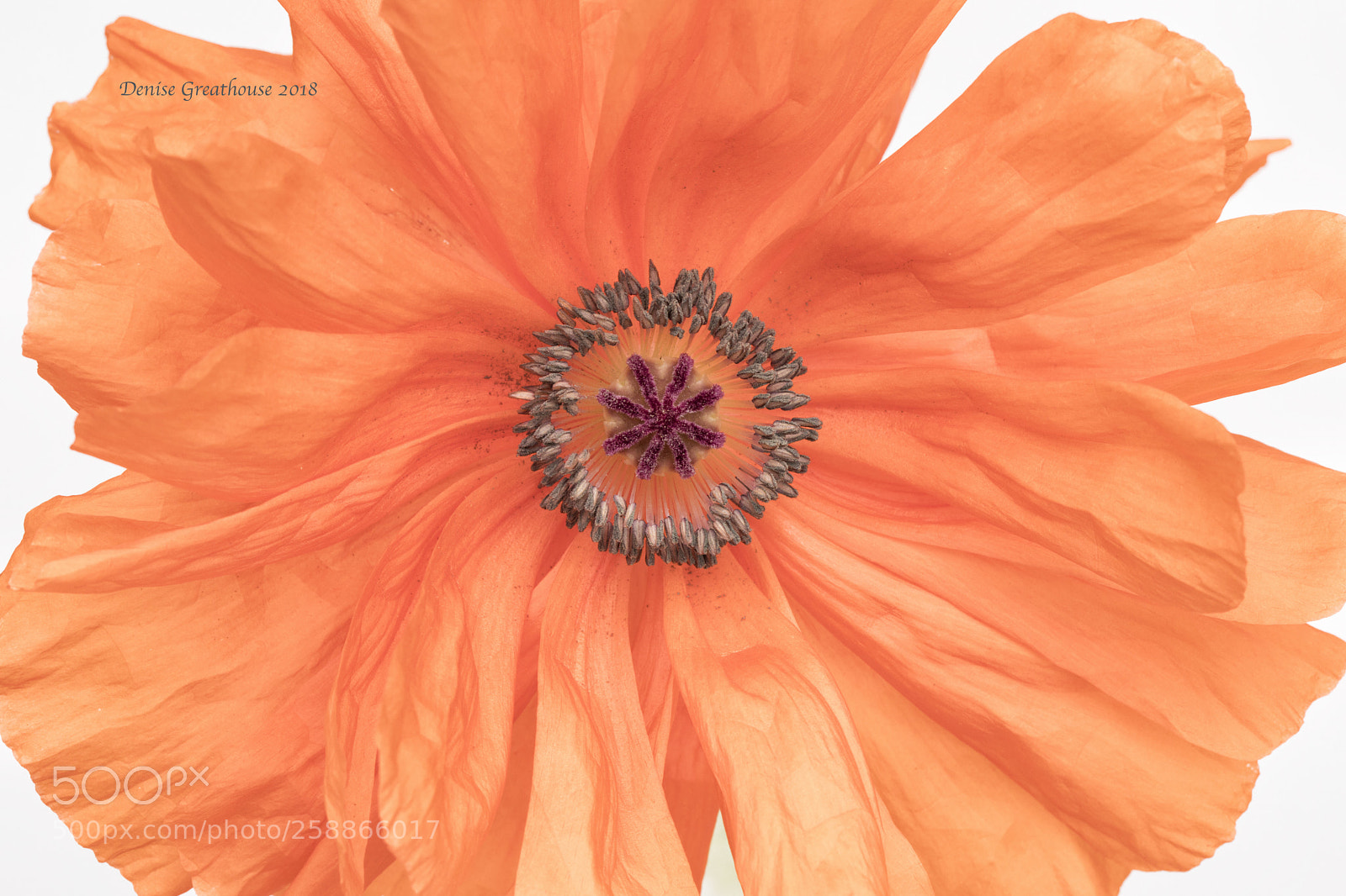 Canon EOS 5D Mark IV sample photo. Ring of fire photography