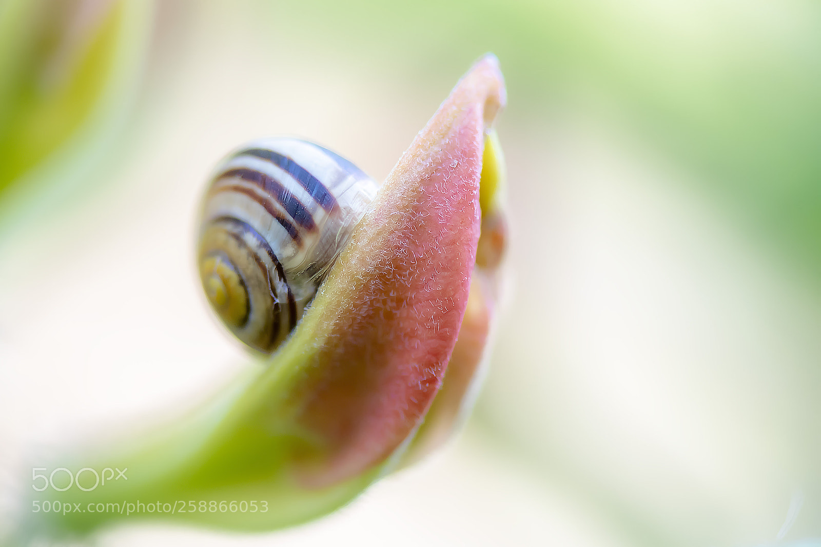 Nikon D500 sample photo. Sbail on a spring photography