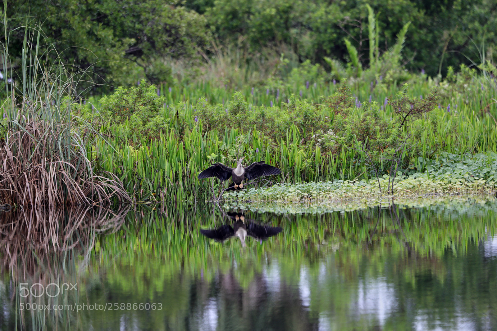 Canon EOS-1D X Mark II sample photo. 05-21-18-0019029.jpg photography