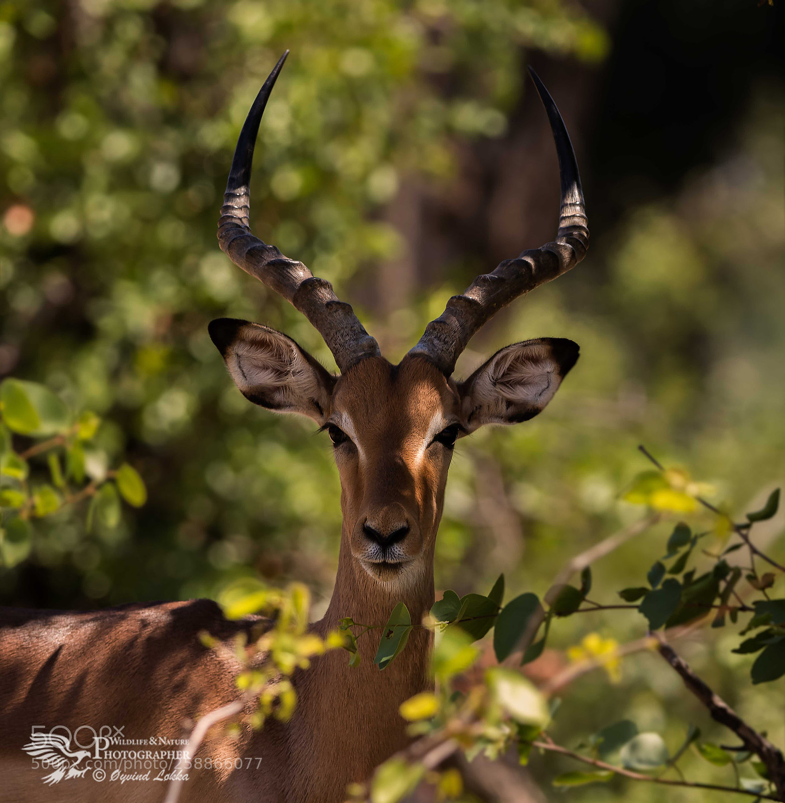 Canon EOS-1D X Mark II sample photo. Pretty impala photography