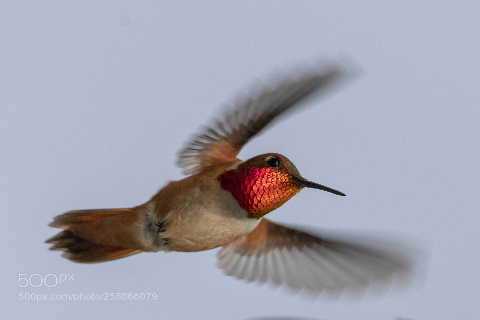 Nikon D850 sample photo. Ruby throated hummingbird photography