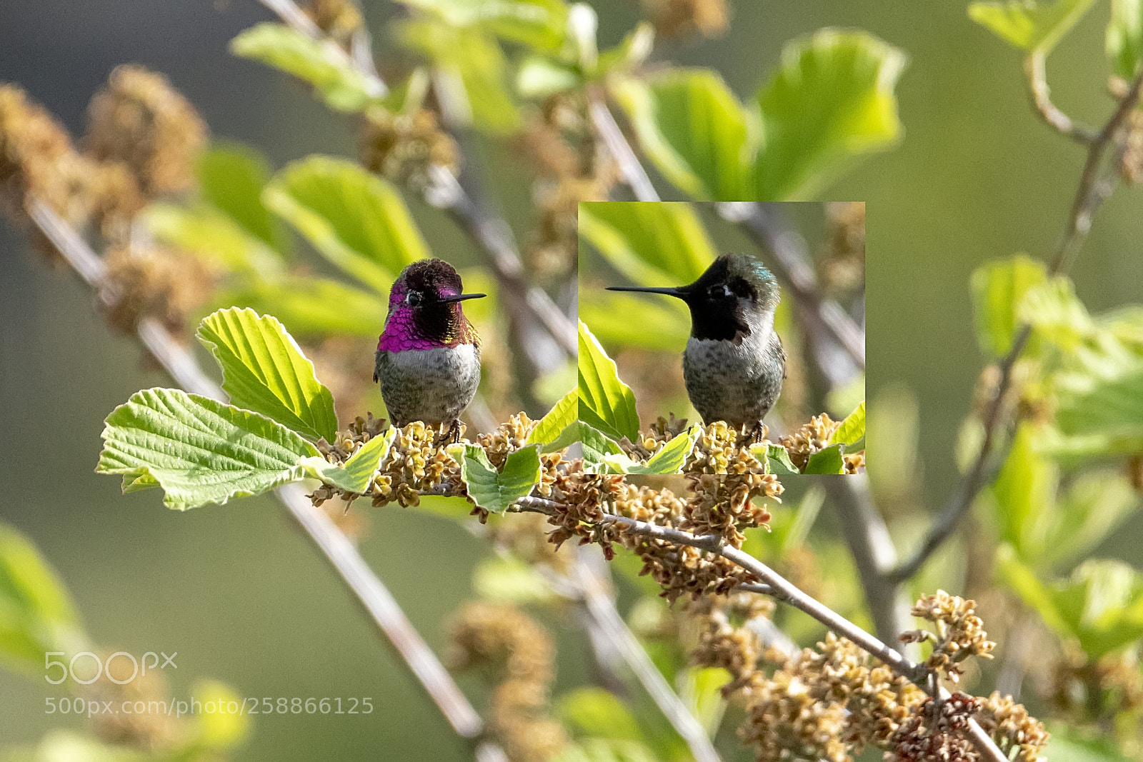 Nikon D850 sample photo. Ruby throated hummingbird photography