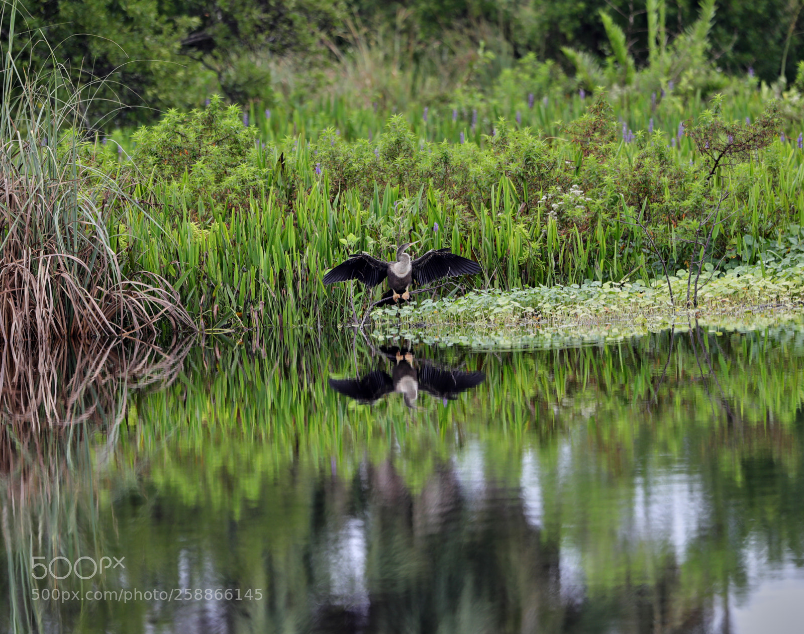 Canon EOS-1D X Mark II sample photo. 05-21-18-0019027.jpg photography