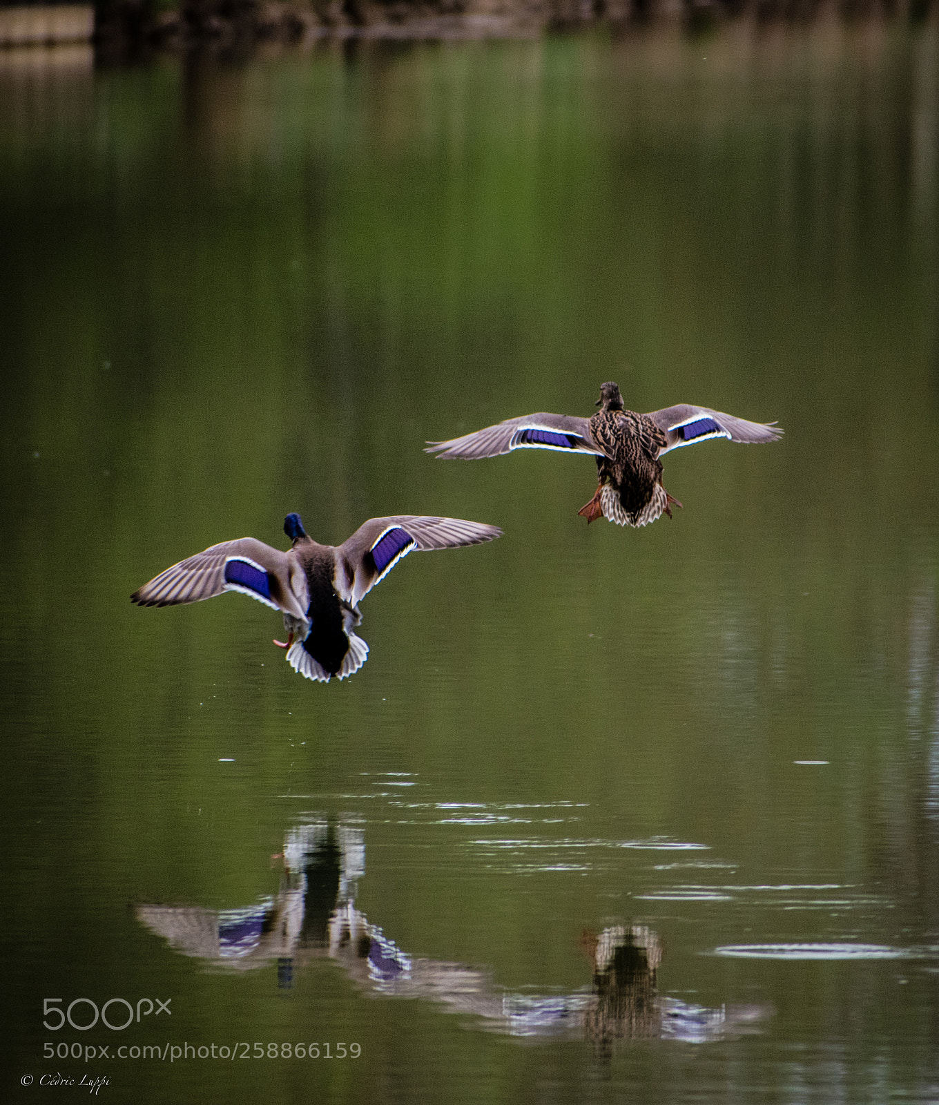 Nikon D5500 sample photo. Hover photography